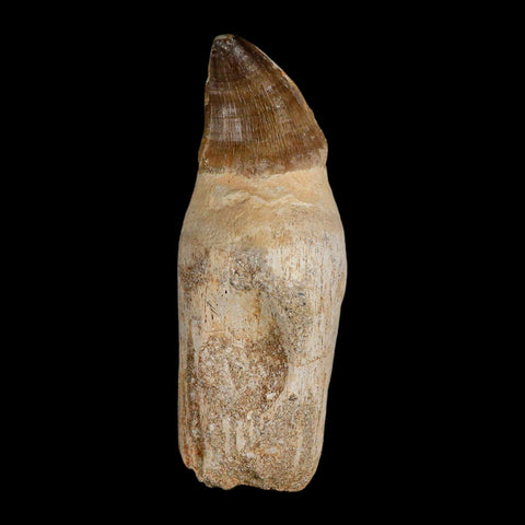 XL 4.1" Mosasaur Prognathodon Fossil Tooth Rooted Cretaceous Dinosaur Era COA - Fossil Age Minerals