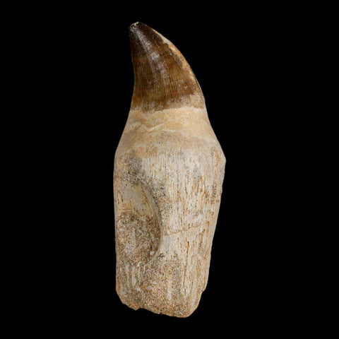 XL 4.1" Mosasaur Prognathodon Fossil Tooth Rooted Cretaceous Dinosaur Era COA - Fossil Age Minerals