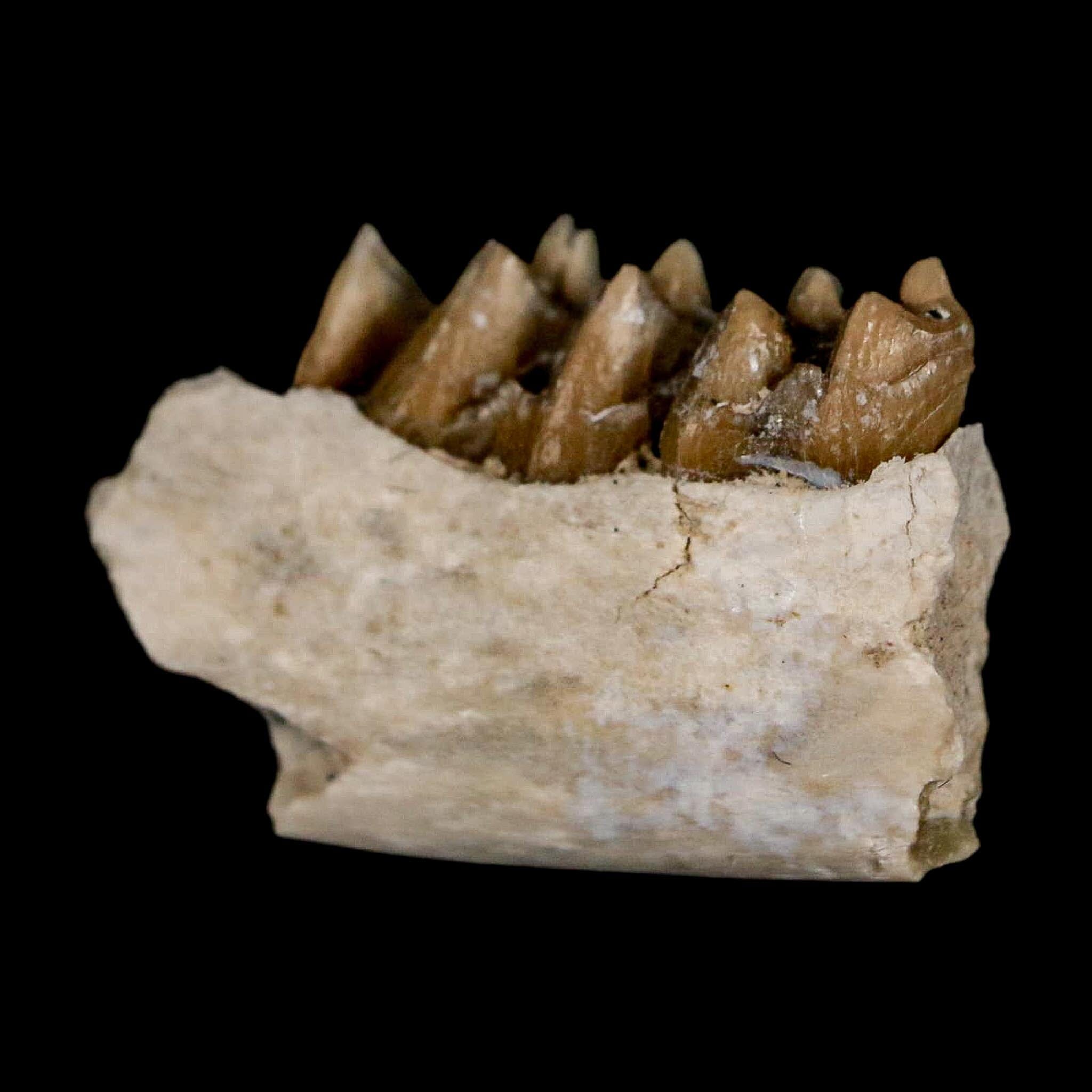 0.7" Leptomeryx Evansi Oligocene Age Fossil Deer Jaw Teeth Wyoming Display COA - Fossil Age Minerals