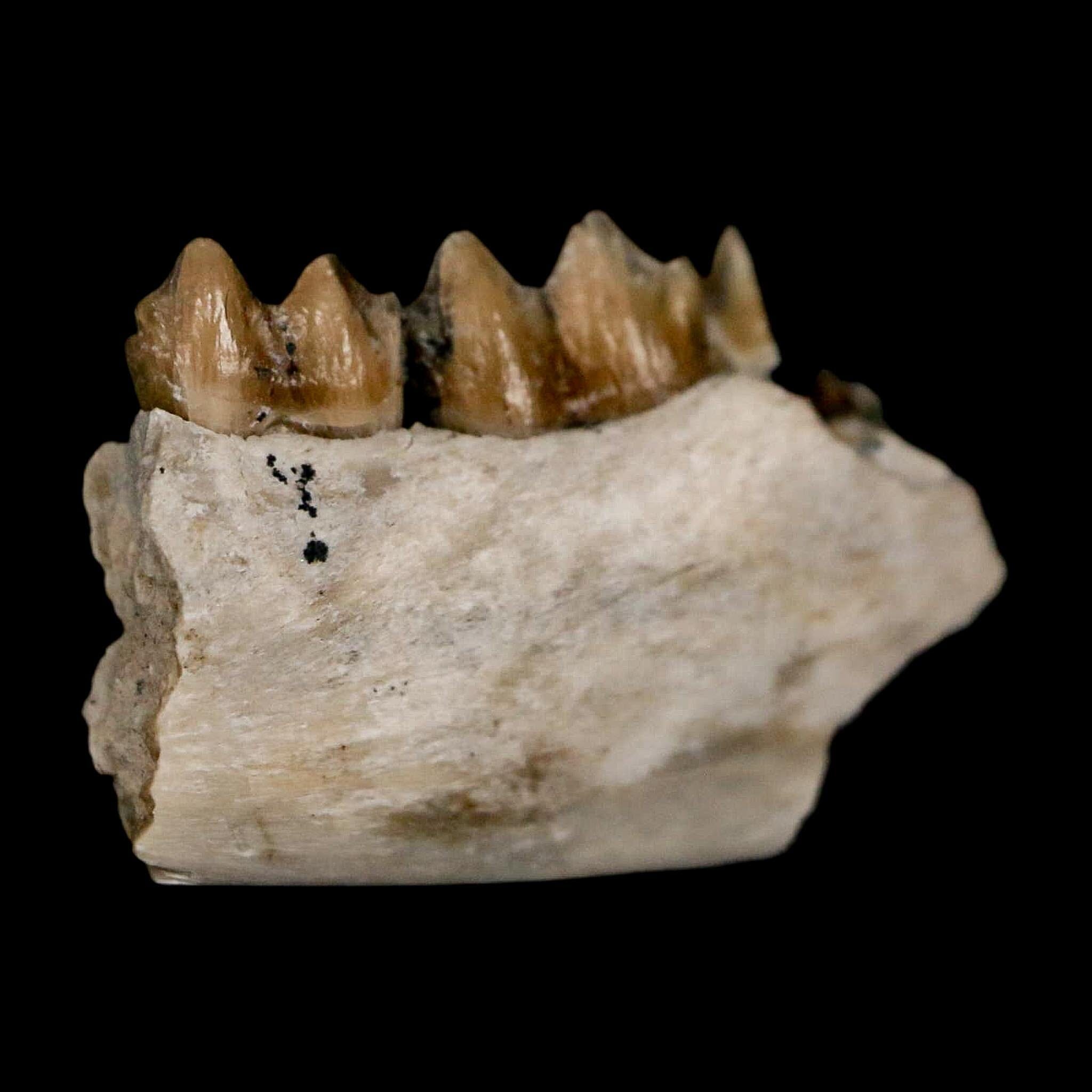 0.7" Leptomeryx Evansi Oligocene Age Fossil Deer Jaw Teeth Wyoming Display COA - Fossil Age Minerals