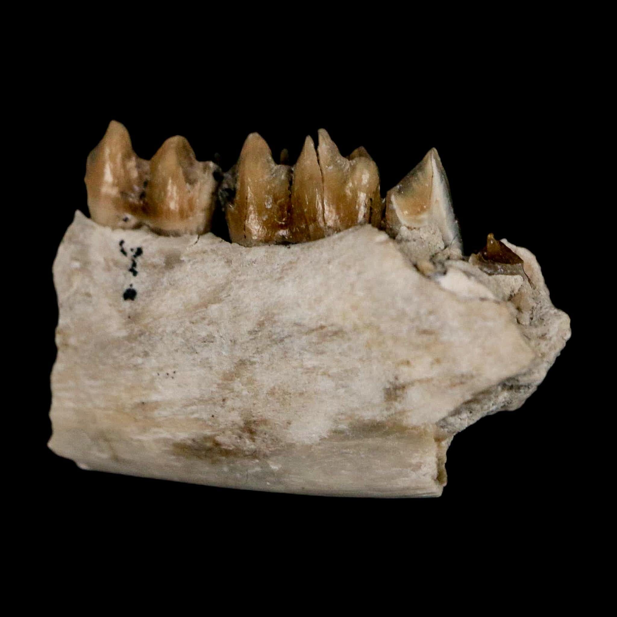 0.7" Leptomeryx Evansi Oligocene Age Fossil Deer Jaw Teeth Wyoming Display COA - Fossil Age Minerals