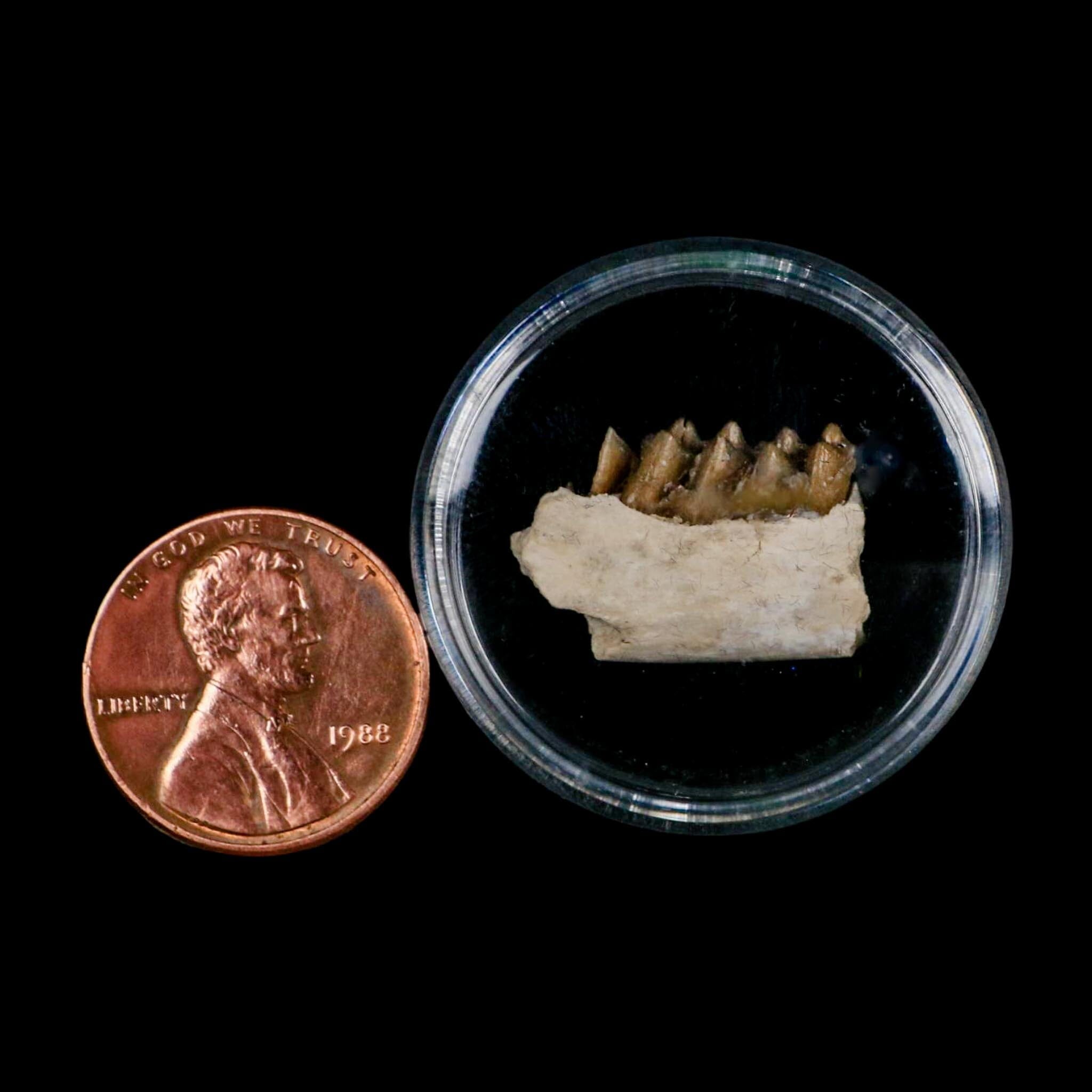 0.7" Leptomeryx Evansi Oligocene Age Fossil Deer Jaw Teeth Wyoming Display COA - Fossil Age Minerals