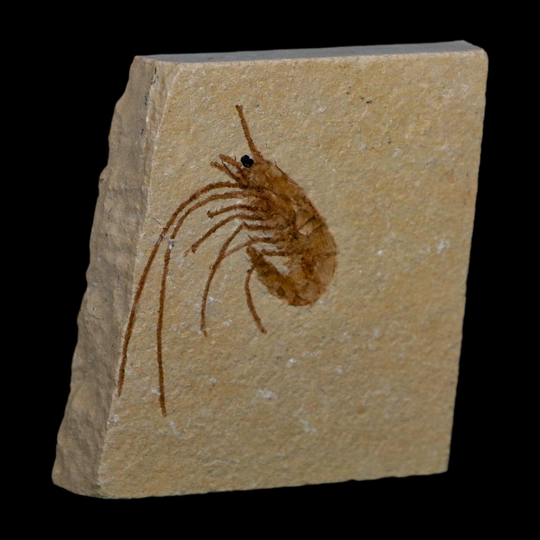 1.5" Fossil Shrimp Carpopenaeus Cretaceous Age 100 Mil Yrs Old Lebanon COA - Fossil Age Minerals