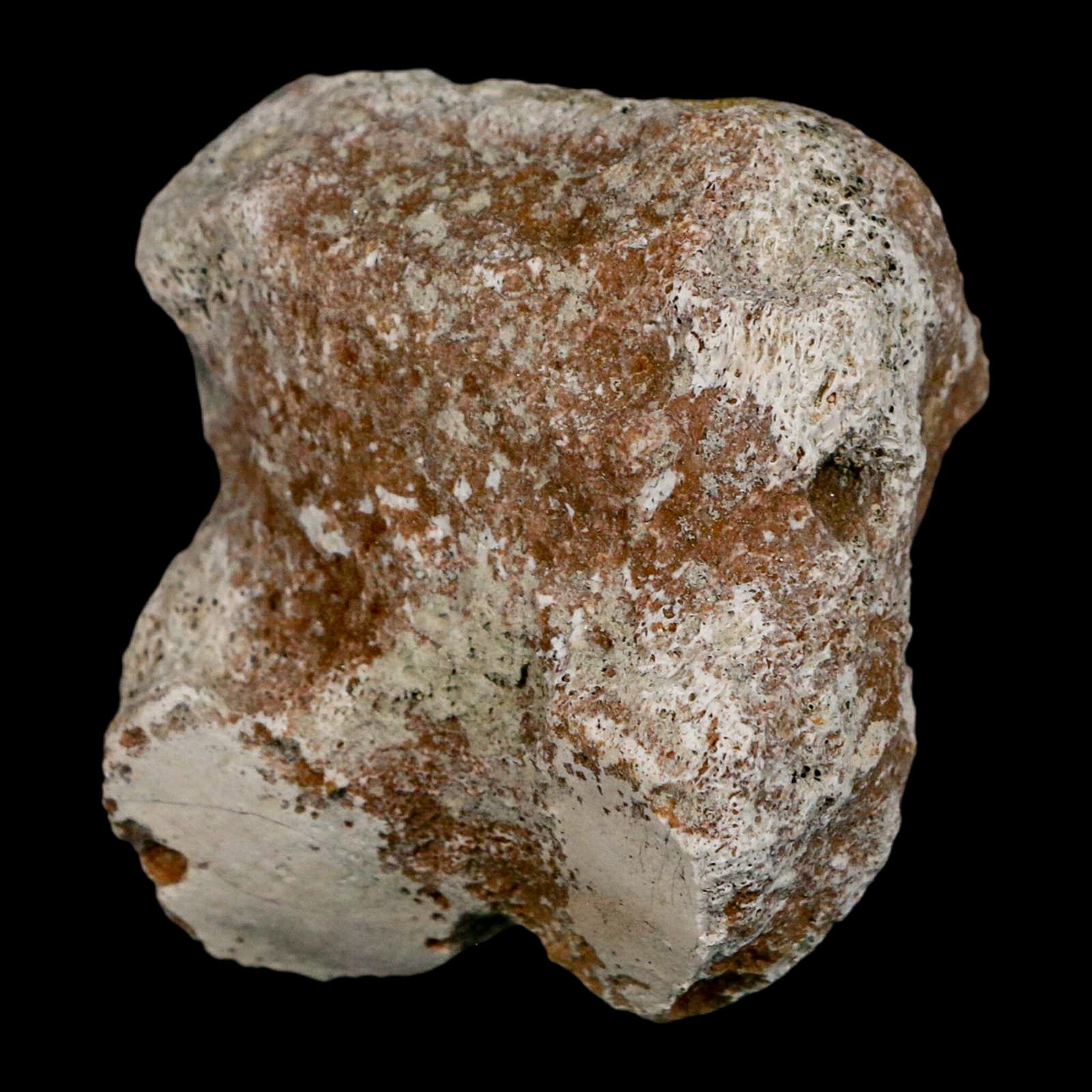 1.9" Brontothere Fossil Toe Bone Eocene Age Badlands S Dakota Titanothere COA - Fossil Age Minerals