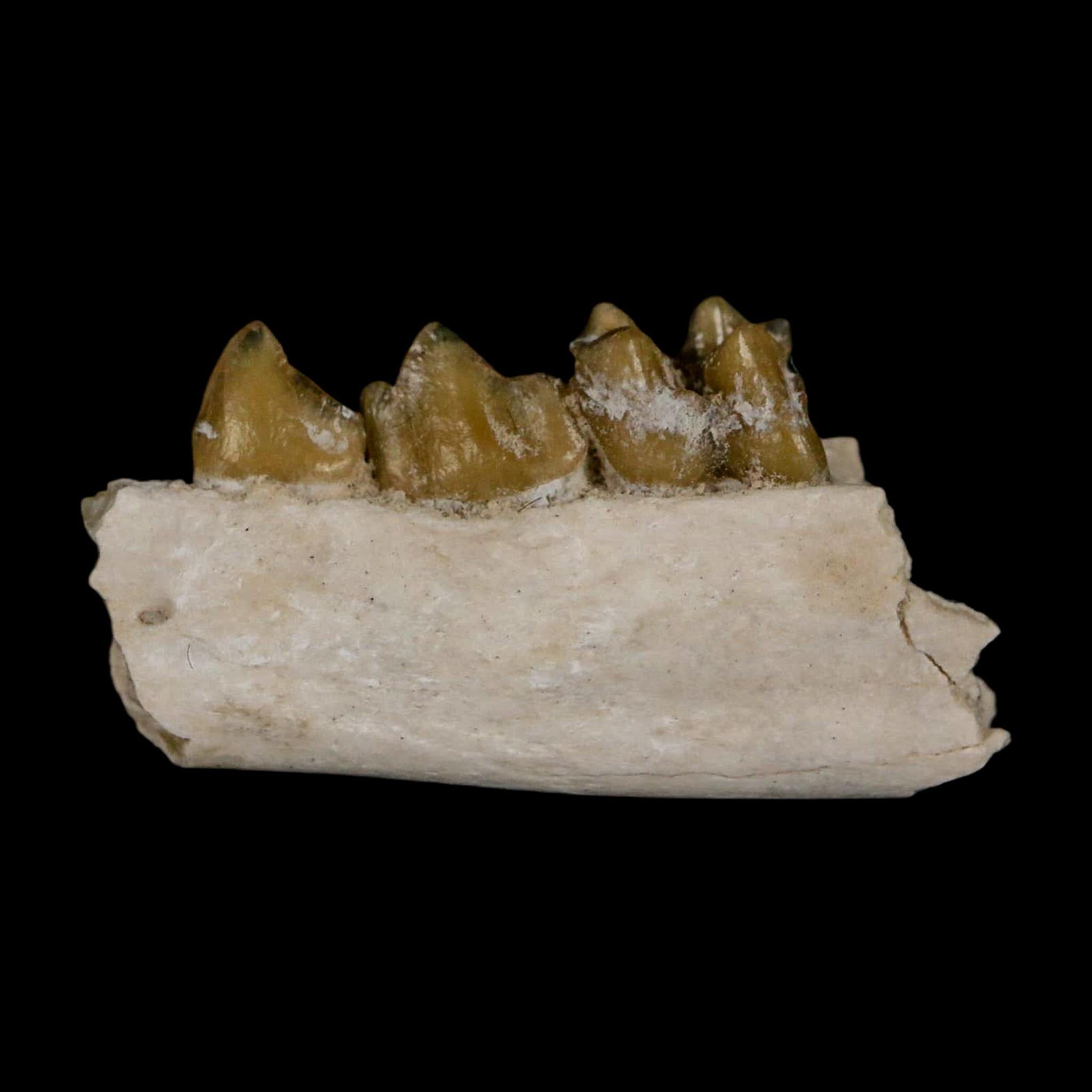 0.8" Leptomeryx Evansi Oligocene Age Fossil Deer Jaw Teeth Wyoming Display COA - Fossil Age Minerals