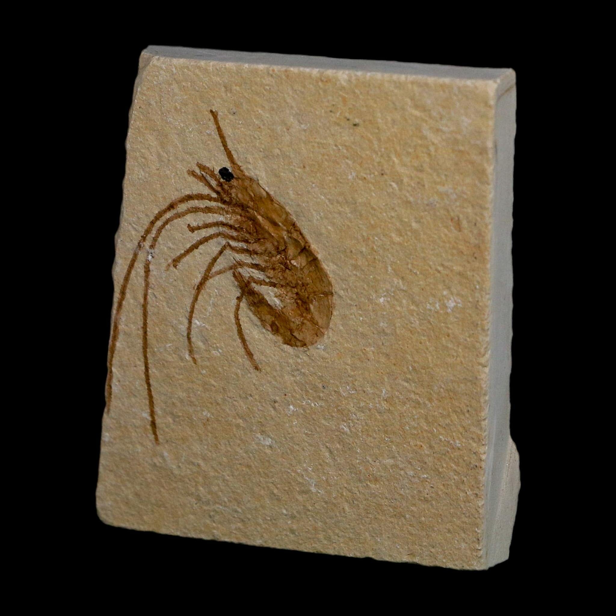 1.5" Fossil Shrimp Carpopenaeus Cretaceous Age 100 Mil Yrs Old Lebanon COA - Fossil Age Minerals