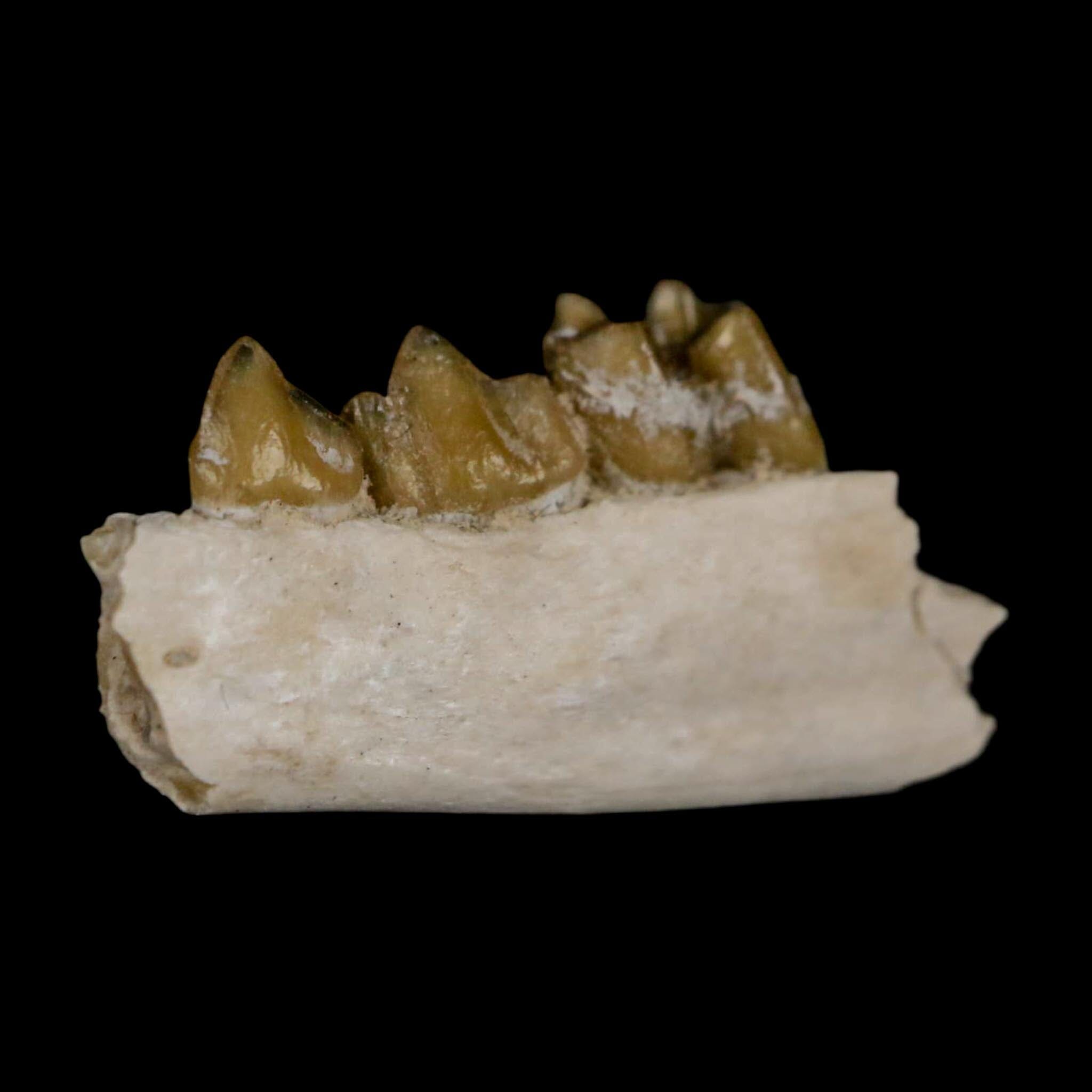 0.8" Leptomeryx Evansi Oligocene Age Fossil Deer Jaw Teeth Wyoming Display COA - Fossil Age Minerals