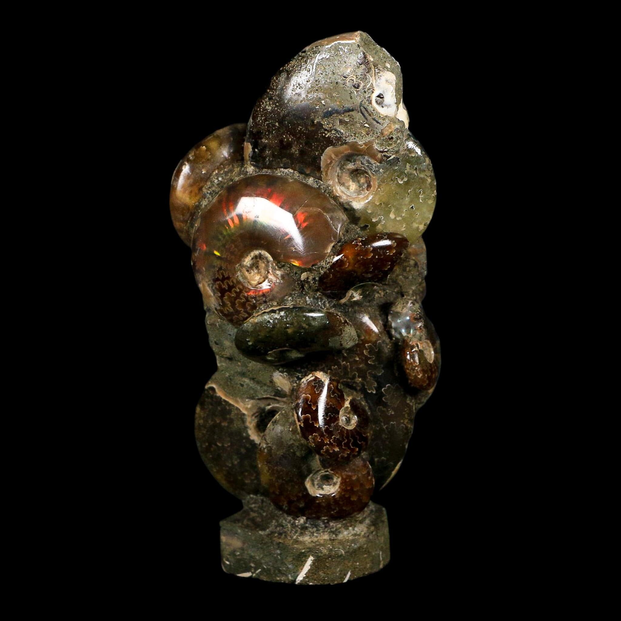 3.9" Iridescent Red Cleoniceras Ammonites Fossil Cluster on Stand Jurassic Age