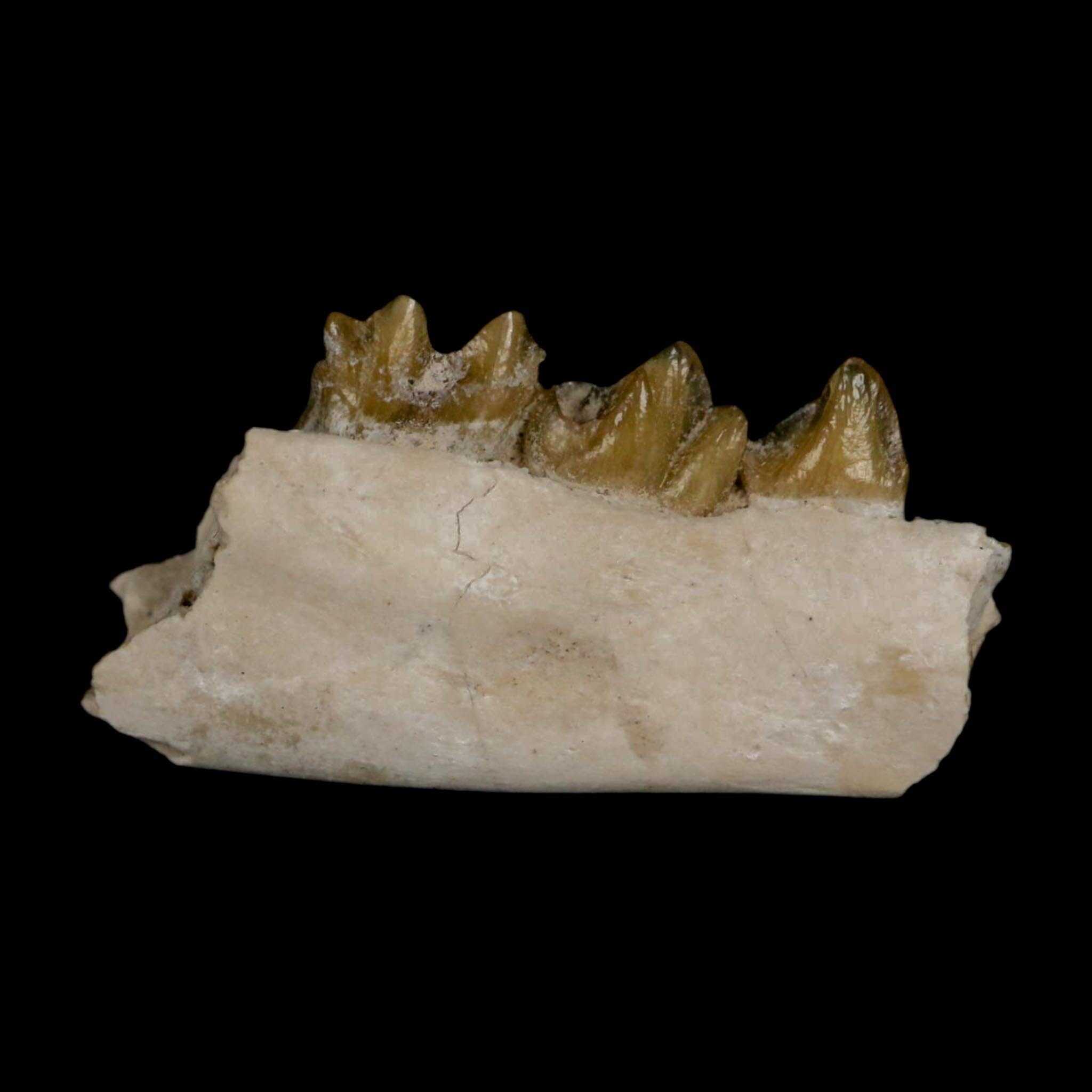 0.8" Leptomeryx Evansi Oligocene Age Fossil Deer Jaw Teeth Wyoming Display COA - Fossil Age Minerals