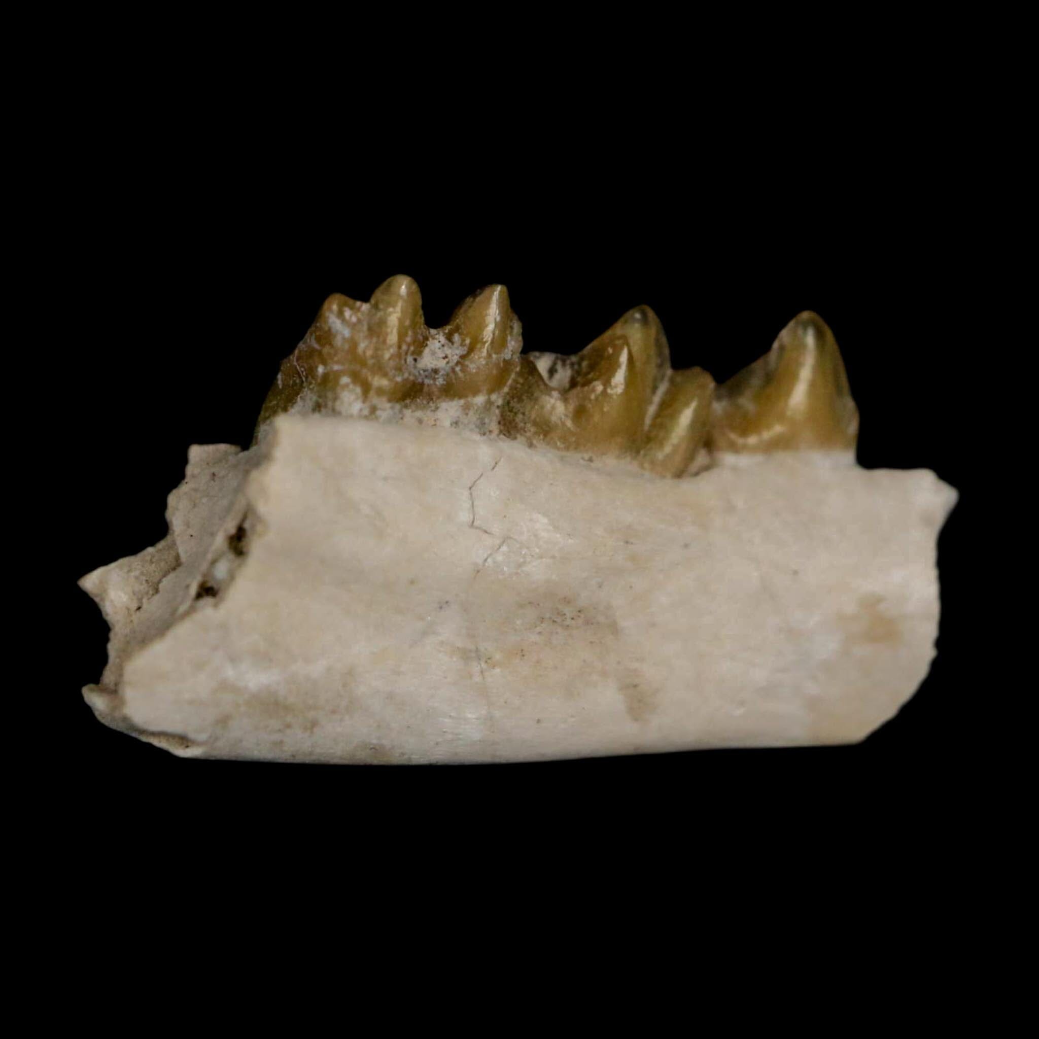 0.8" Leptomeryx Evansi Oligocene Age Fossil Deer Jaw Teeth Wyoming Display COA - Fossil Age Minerals