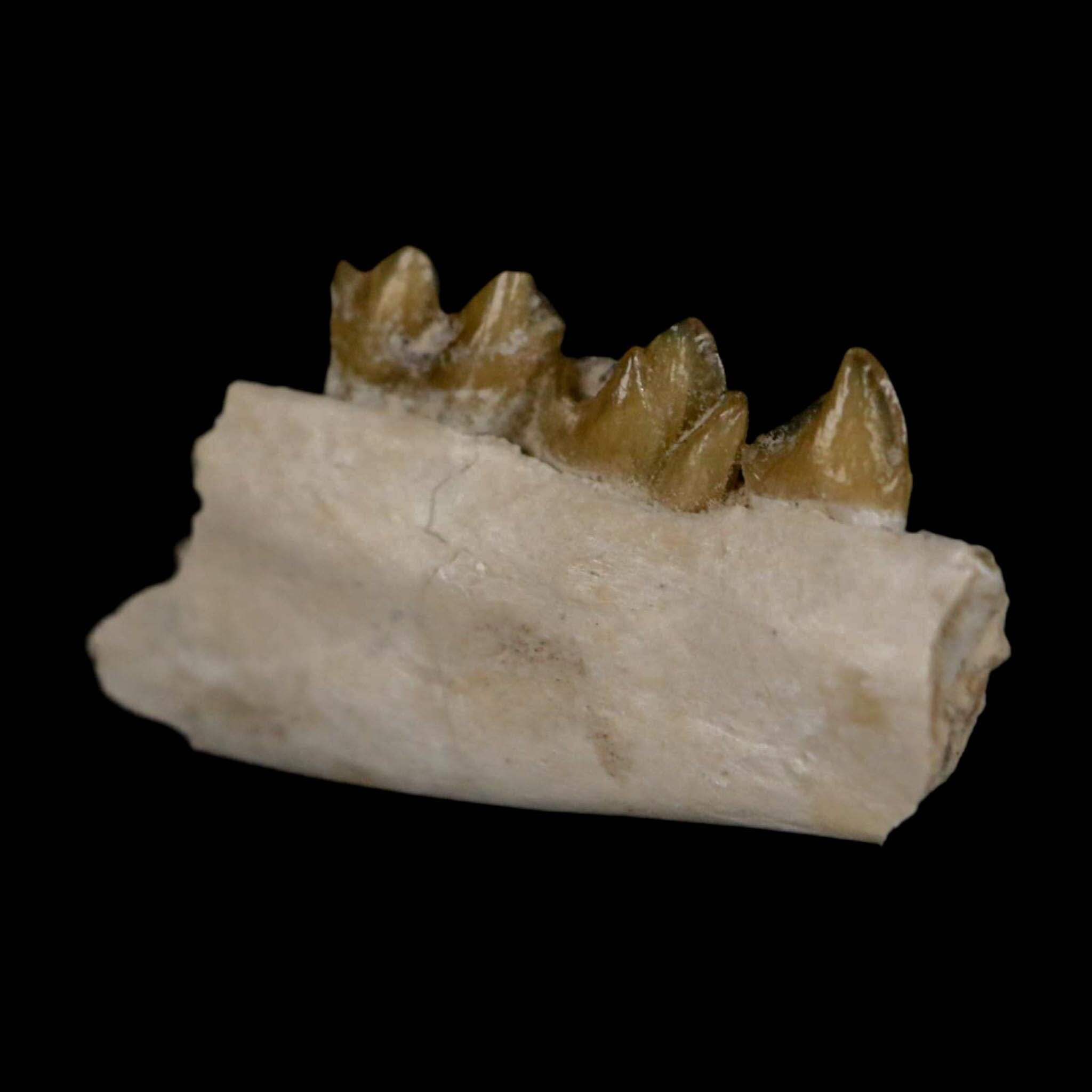 0.8" Leptomeryx Evansi Oligocene Age Fossil Deer Jaw Teeth Wyoming Display COA - Fossil Age Minerals
