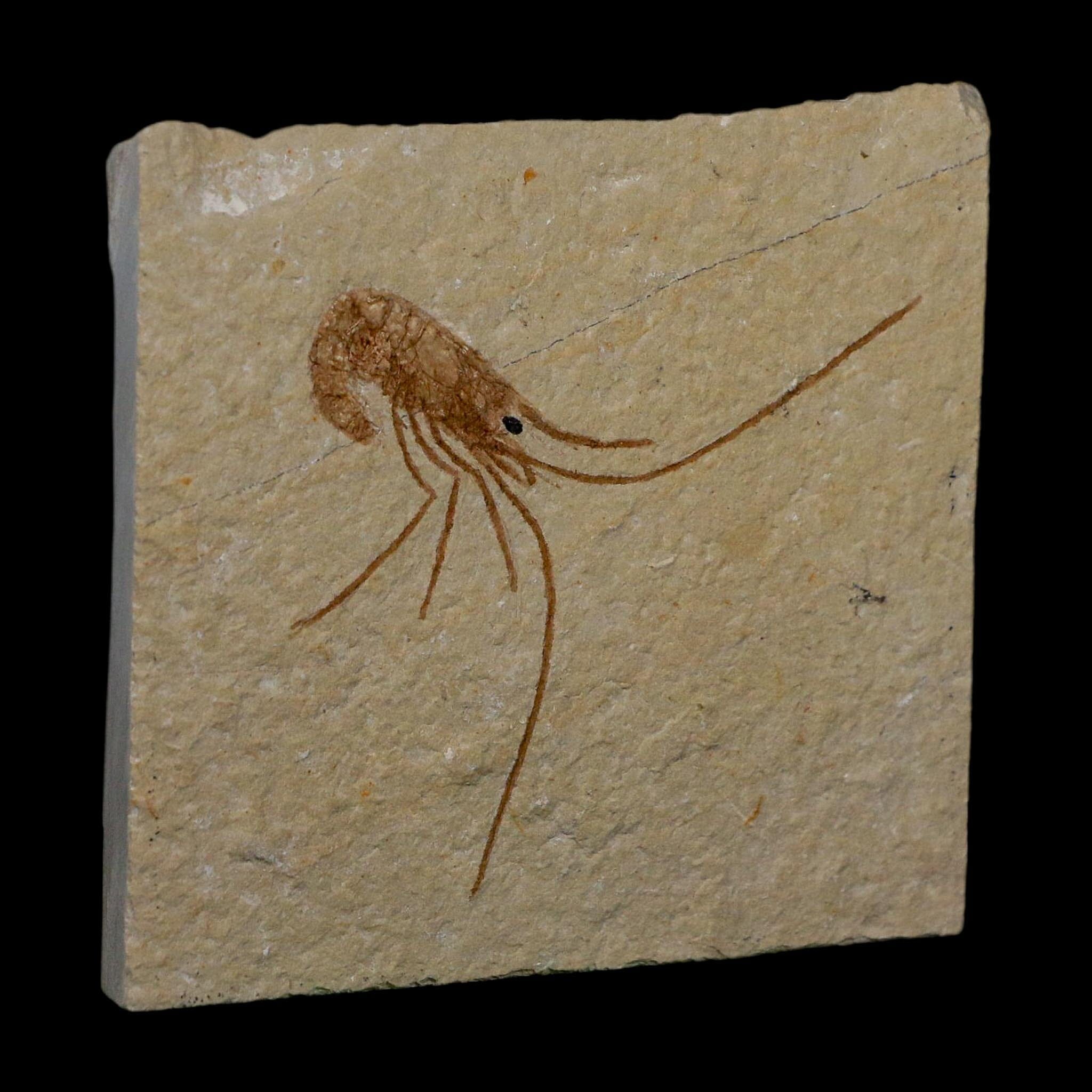 2.3" Fossil Shrimp Carpopenaeus Cretaceous Age 100 Mil Yrs Old Lebanon COA - Fossil Age Minerals