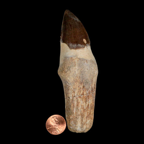 XL 4.4" Mosasaur Prognathodon Fossil Tooth Rooted Cretaceous Dinosaur Era COA - Fossil Age Minerals