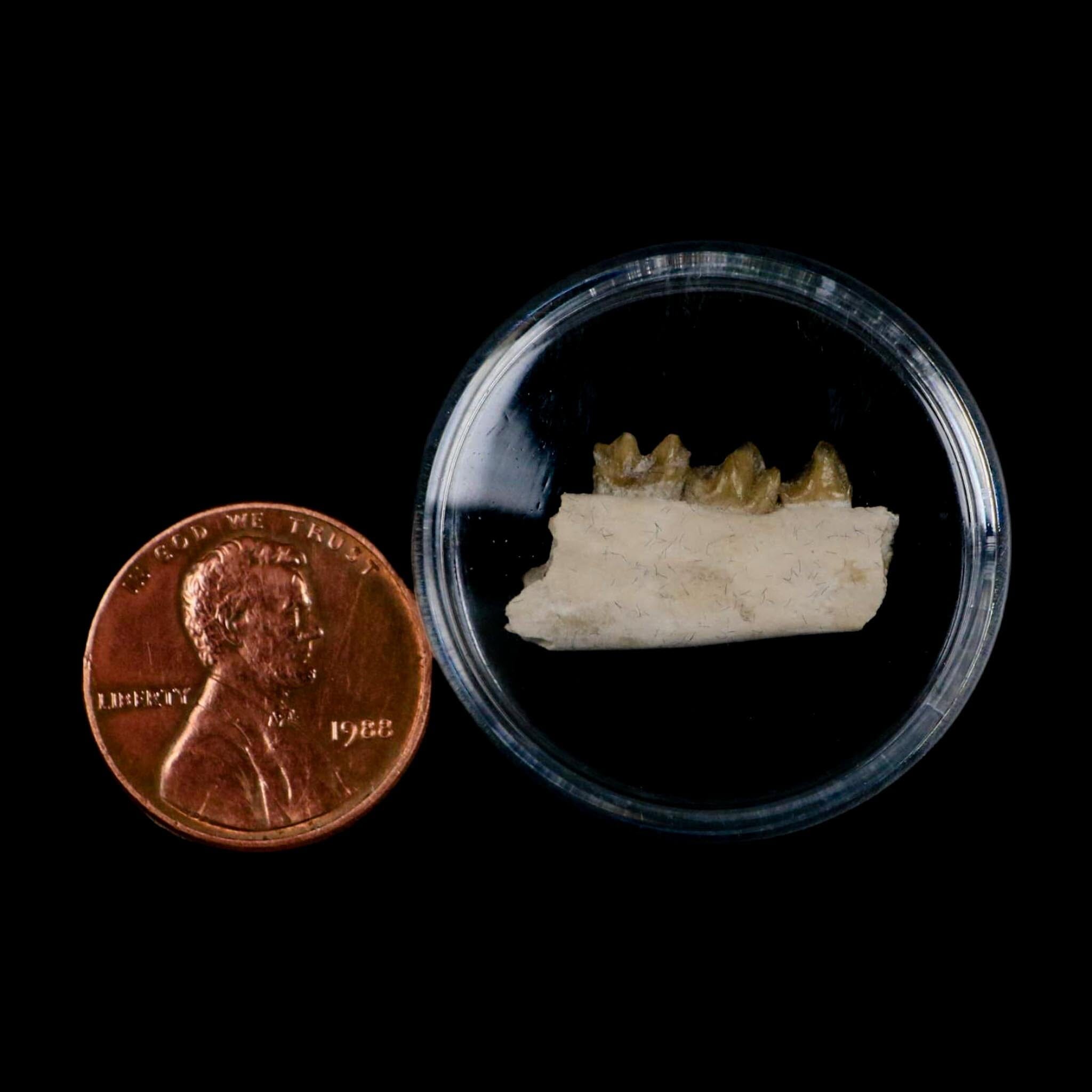 0.8" Leptomeryx Evansi Oligocene Age Fossil Deer Jaw Teeth Wyoming Display COA - Fossil Age Minerals