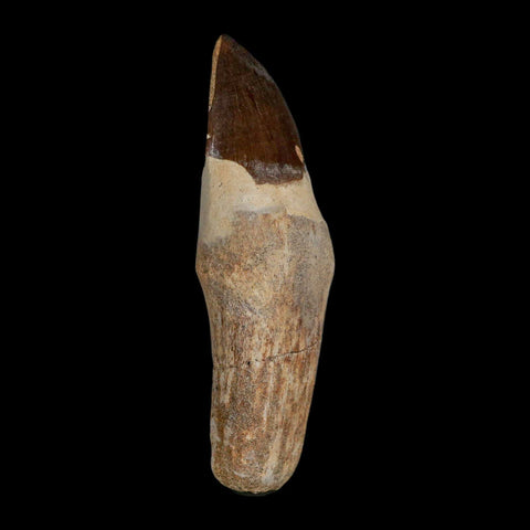 XL 4.4" Mosasaur Prognathodon Fossil Tooth Rooted Cretaceous Dinosaur Era COA - Fossil Age Minerals