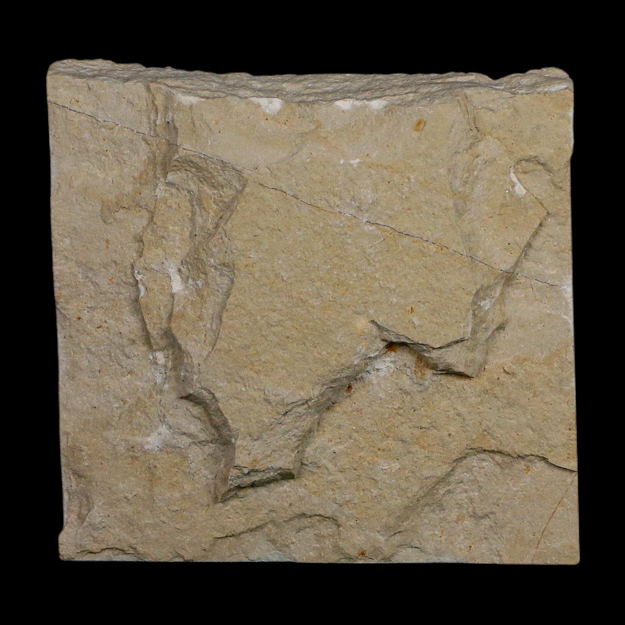 2.3" Fossil Shrimp Carpopenaeus Cretaceous Age 100 Mil Yrs Old Lebanon COA - Fossil Age Minerals