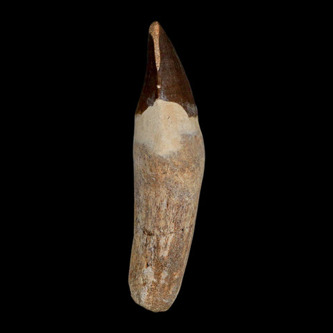 XL 4.4" Mosasaur Prognathodon Fossil Tooth Rooted Cretaceous Dinosaur Era COA - Fossil Age Minerals