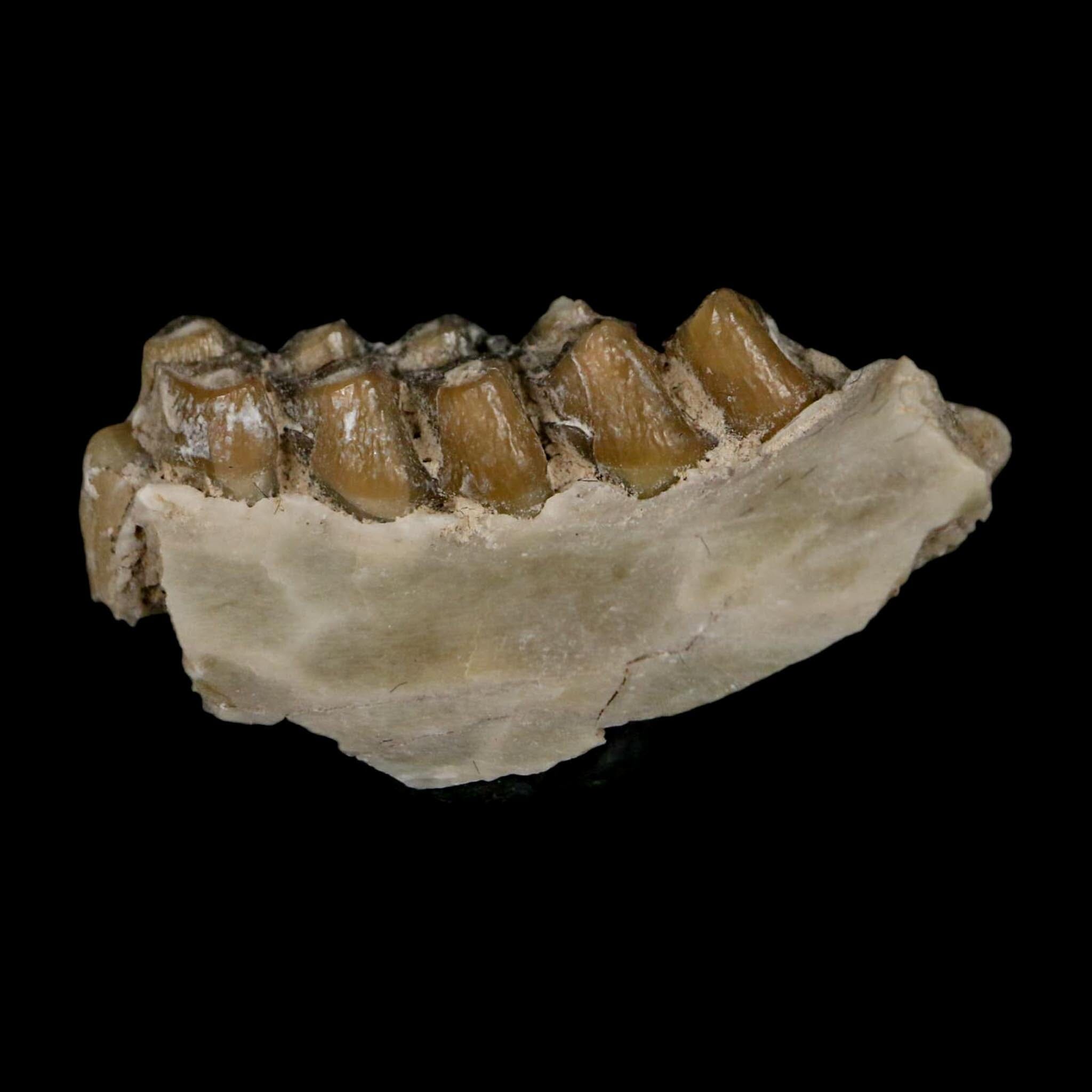 1" Leptomeryx Evansi Oligocene Age Fossil Deer Jaw Teeth Wyoming Display COA - Fossil Age Minerals