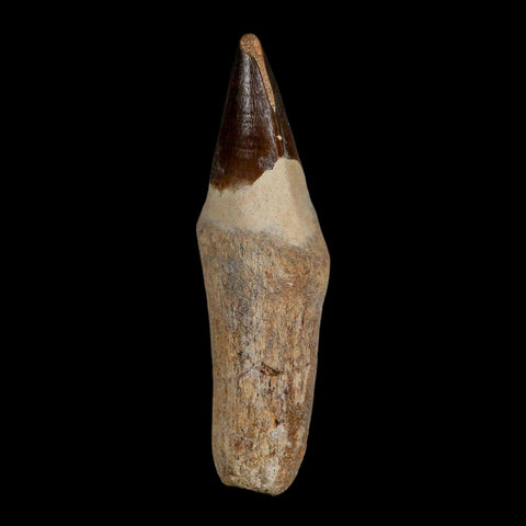 XL 4.4" Mosasaur Prognathodon Fossil Tooth Rooted Cretaceous Dinosaur Era COA - Fossil Age Minerals