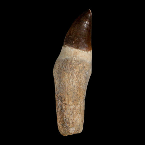 XL 4.4" Mosasaur Prognathodon Fossil Tooth Rooted Cretaceous Dinosaur Era COA - Fossil Age Minerals