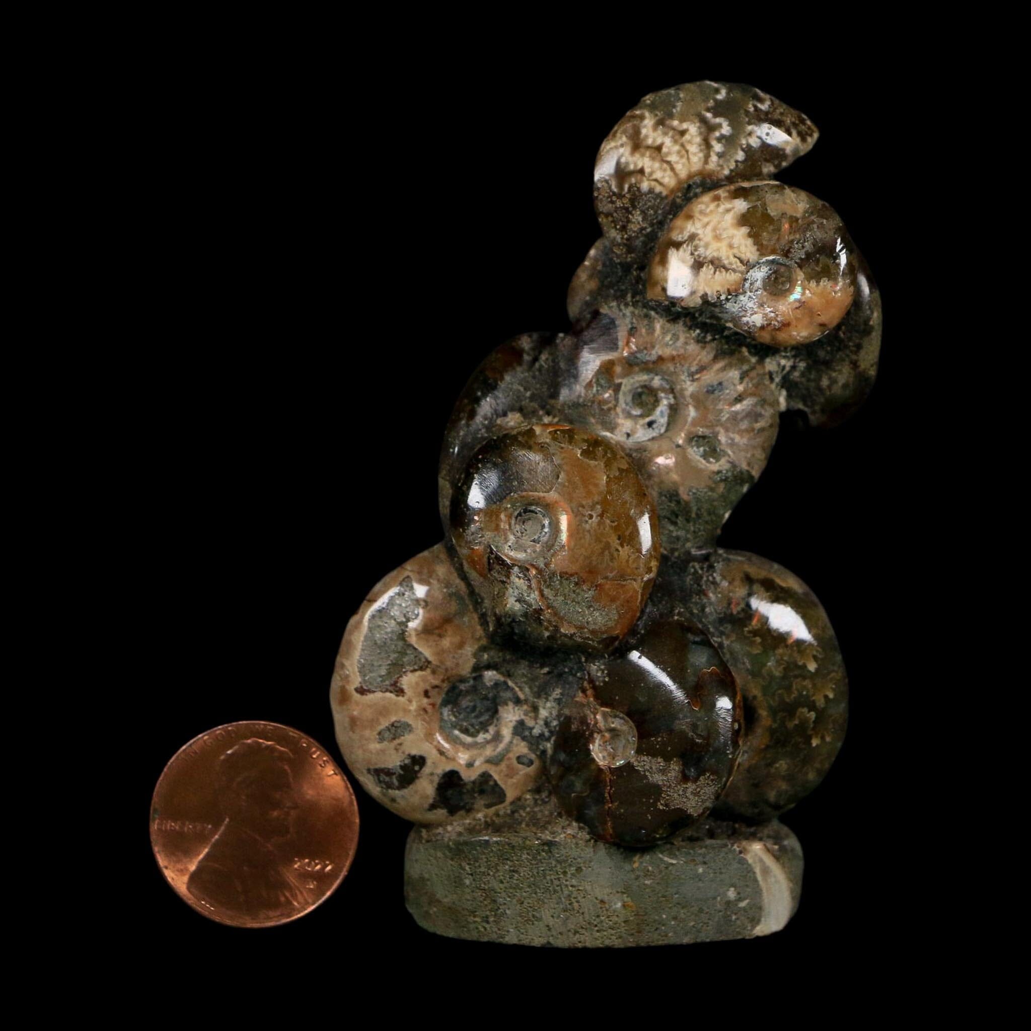 3" Cleoniceras Ammonites Fossil Cluster on Stand Madagascar Jurassic Age