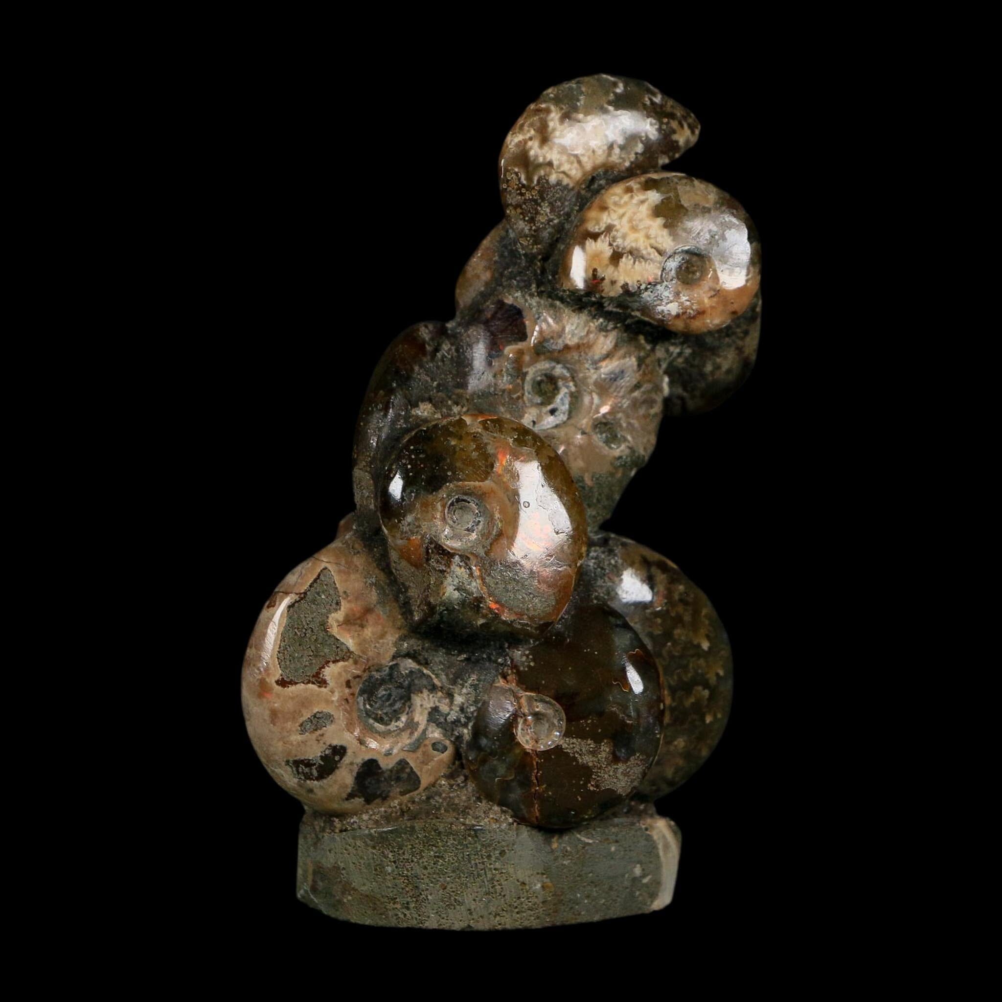 3" Cleoniceras Ammonites Fossil Cluster on Stand Madagascar Jurassic Age