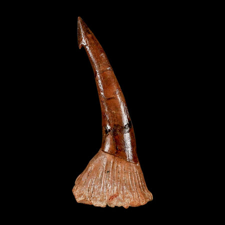 XL 2.9" Sawfish Fossil Tooth Barb Onchopristis Numidus Cretaceous Dinosaur Era COA