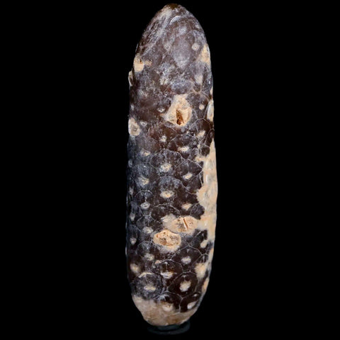 XXL 2.6" Fossil Pine Cone Equicalastrobus Replaced By Agate Eocene Age Seeds Fruit - Fossil Age Minerals