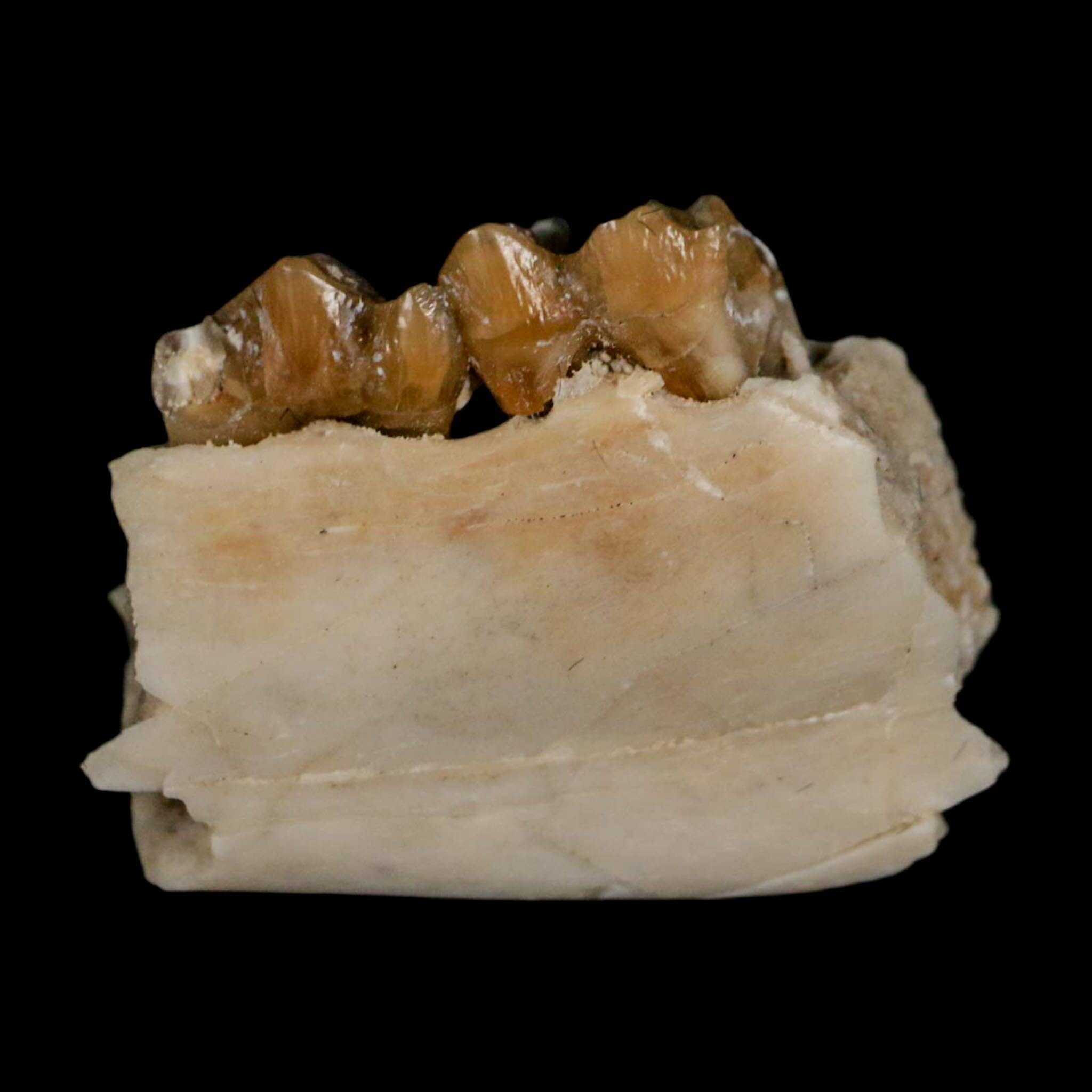 0.8" Leptomeryx Evansi Oligocene Age Fossil Deer Jaw Teeth Wyoming Display COA - Fossil Age Minerals