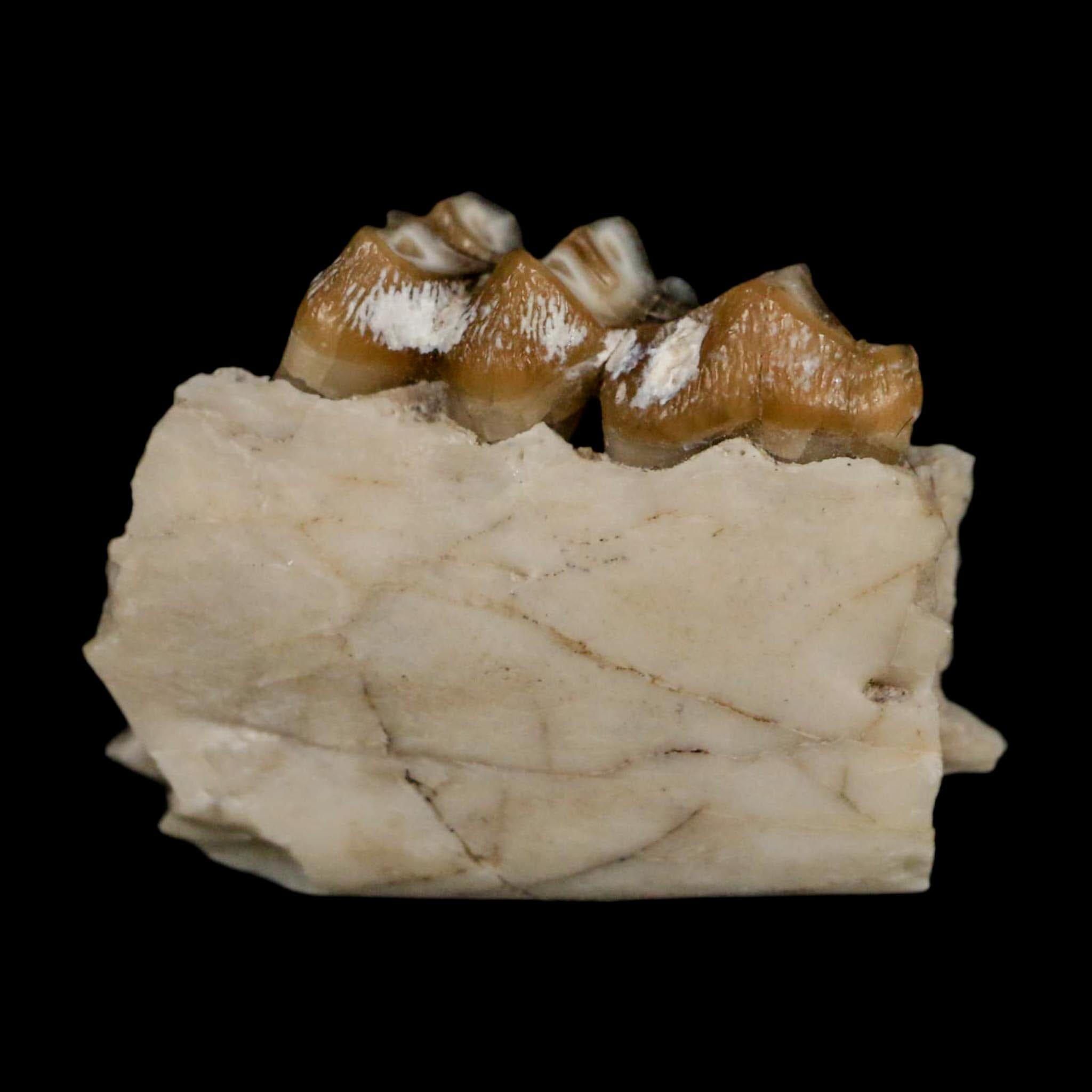 0.8" Leptomeryx Evansi Oligocene Age Fossil Deer Jaw Teeth Wyoming Display COA - Fossil Age Minerals