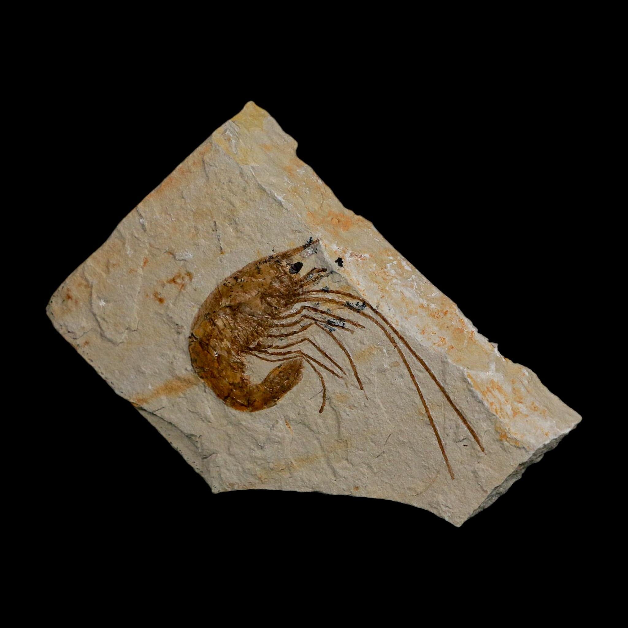 1.9" Fossil Shrimp Carpopenaeus Cretaceous Age 100 Mil Yrs Old Lebanon COA - Fossil Age Minerals