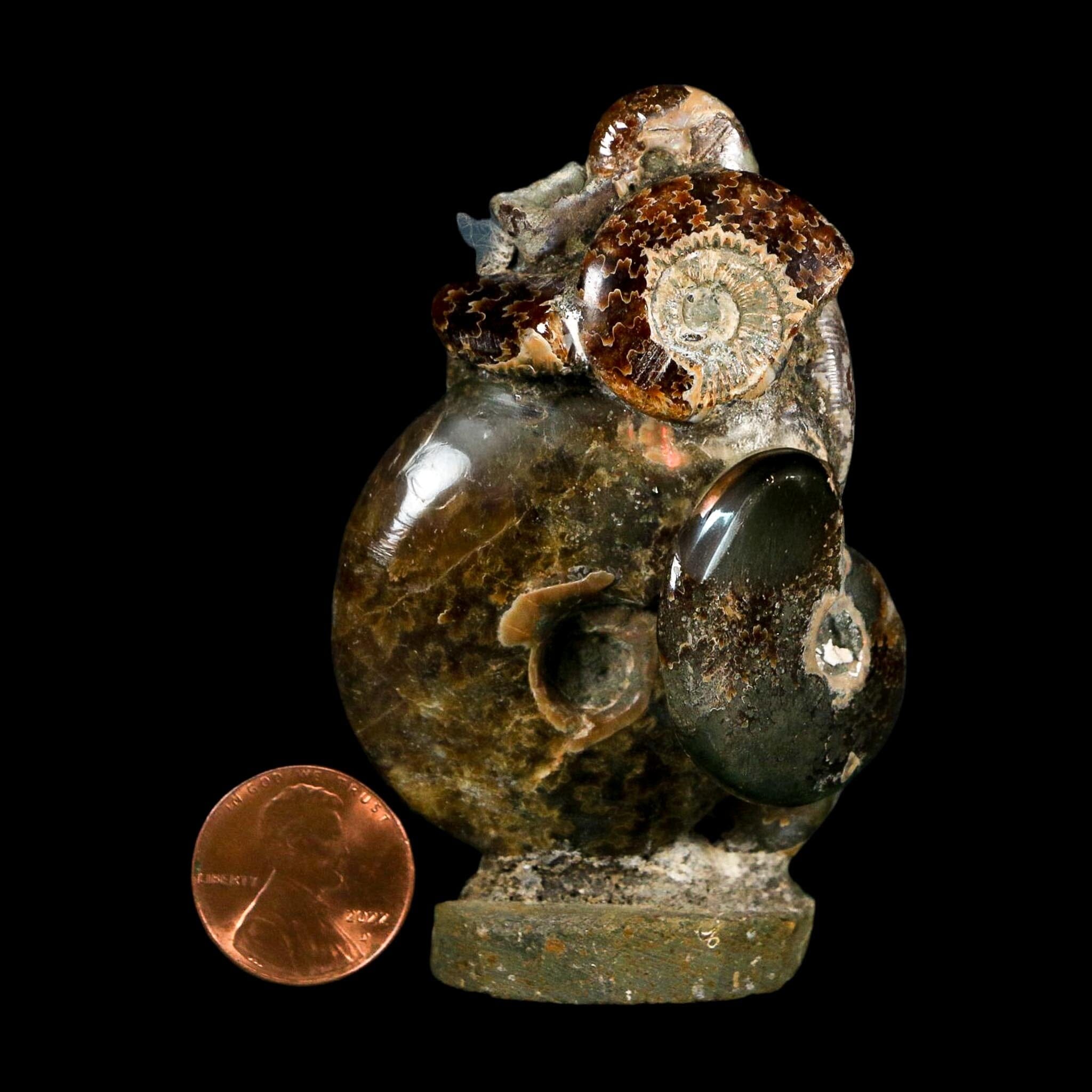 2.9" Cleoniceras Ammonite Fossil Cluster on Stand Madagascar Jurassic Age