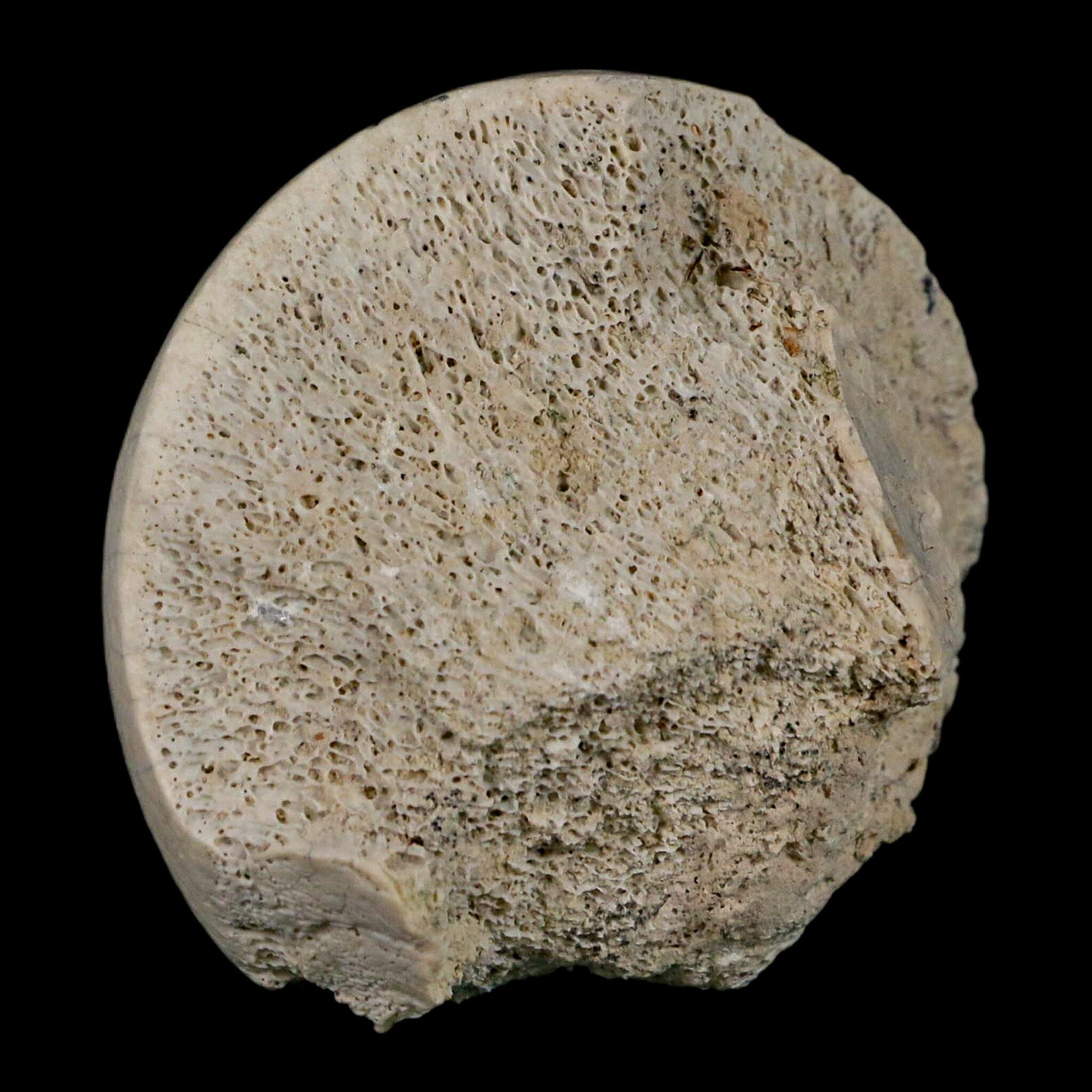 2.4" Brontothere Fossil Femur Bone Eocene Age Badlands S Dakota Titanothere COA - Fossil Age Minerals