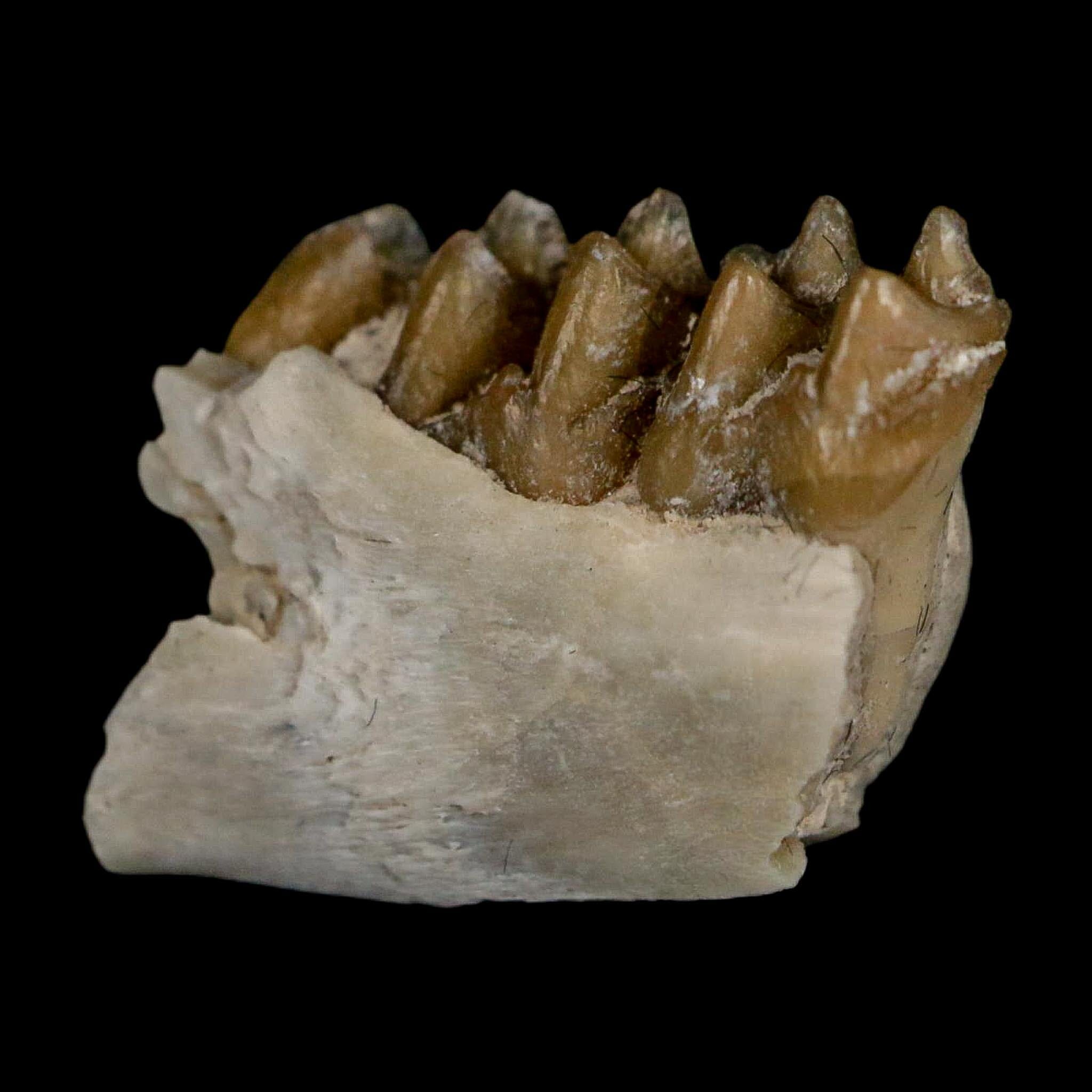 0.6" Leptomeryx Evansi Oligocene Age Fossil Deer Jaw Teeth Wyoming Display COA - Fossil Age Minerals