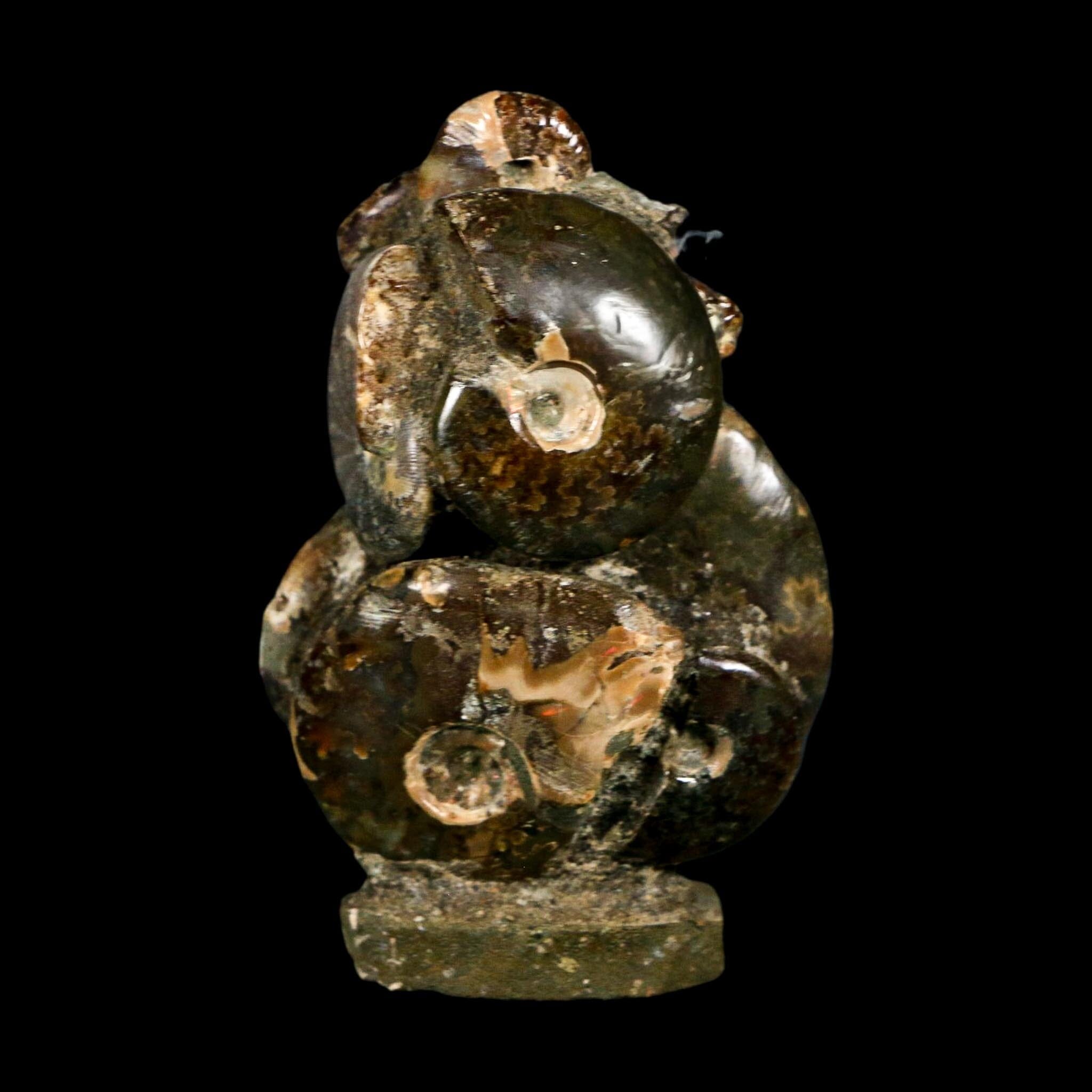 2.9" Cleoniceras Ammonite Fossil Cluster on Stand Madagascar Jurassic Age
