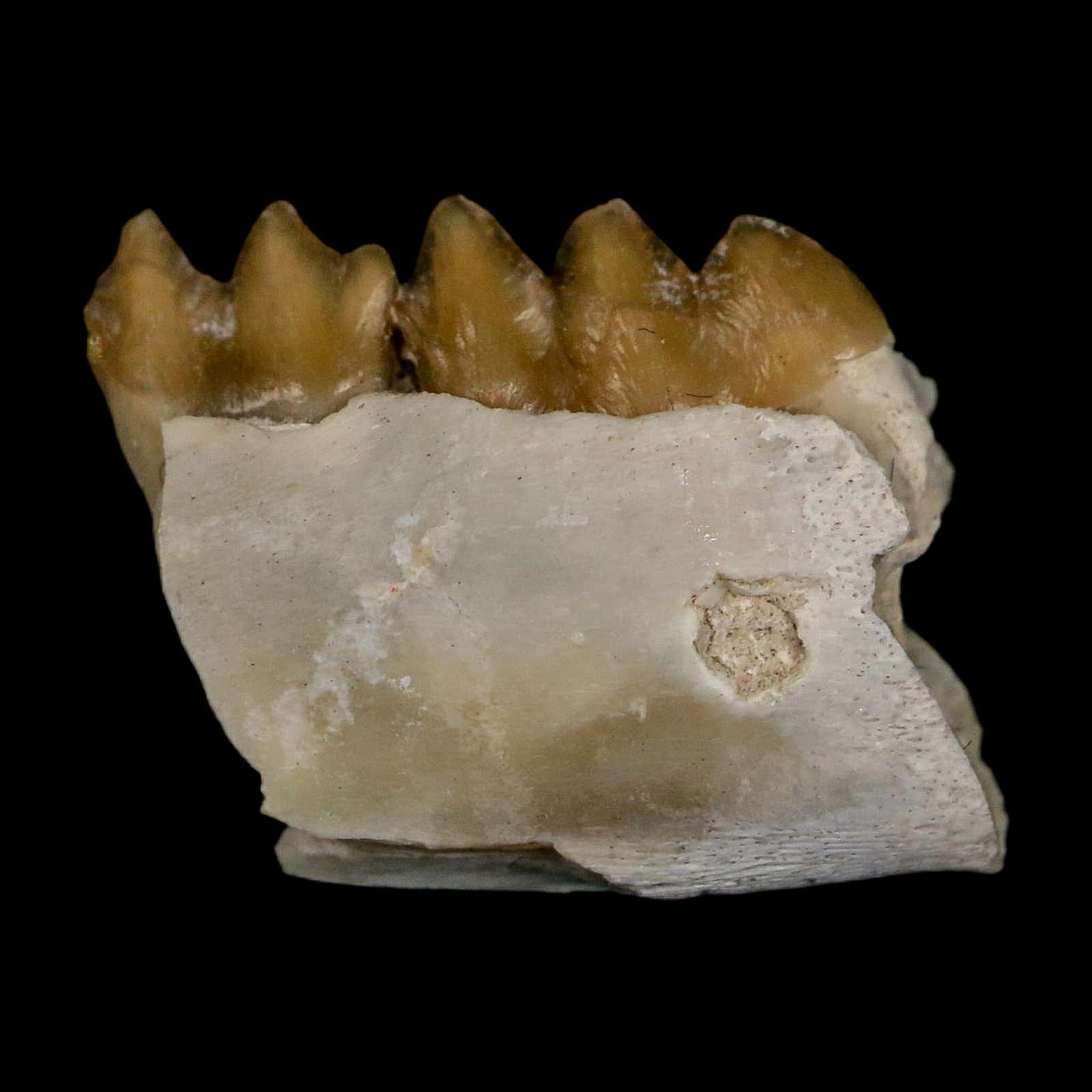 0.6" Leptomeryx Evansi Oligocene Age Fossil Deer Jaw Teeth Wyoming Display COA - Fossil Age Minerals