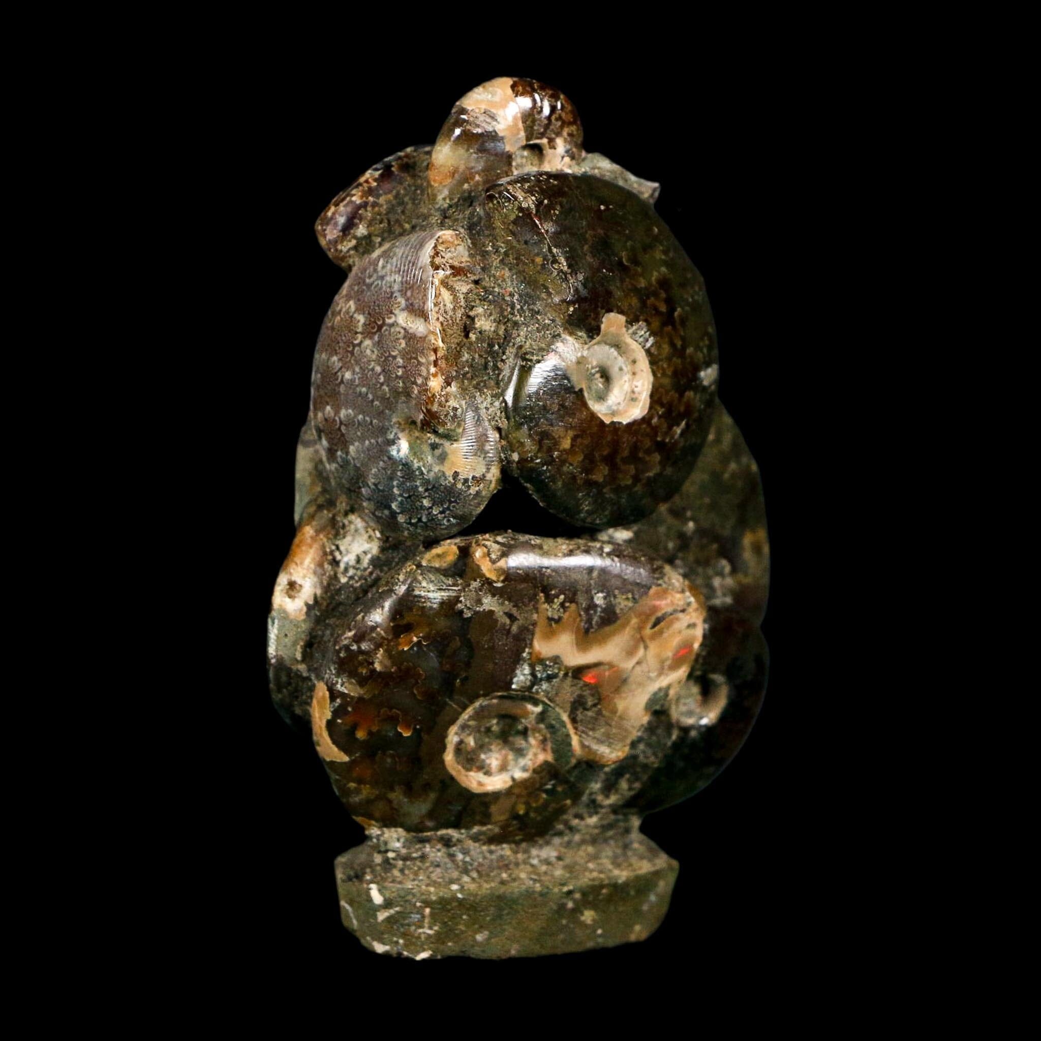 2.9" Cleoniceras Ammonite Fossil Cluster on Stand Madagascar Jurassic Age