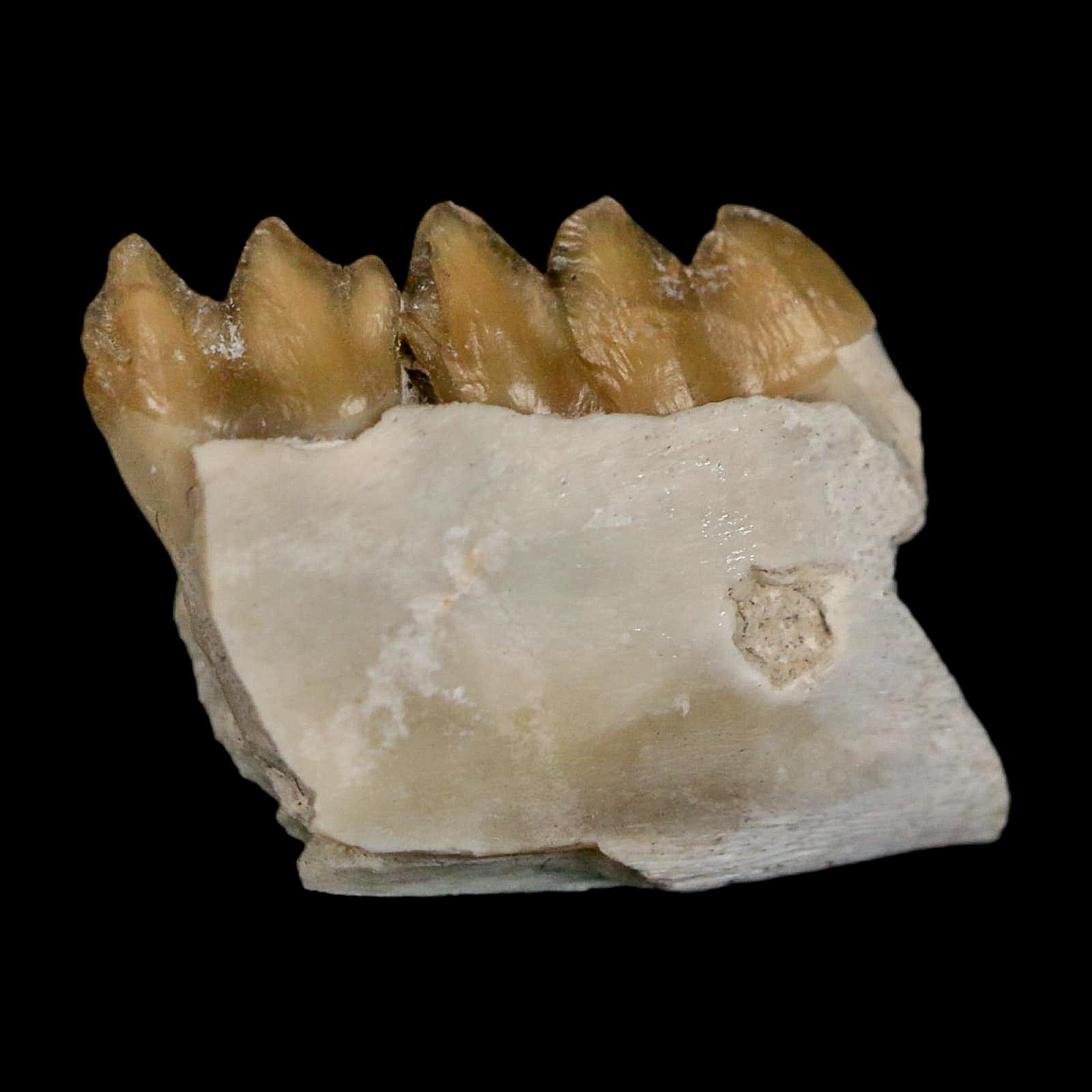 0.6" Leptomeryx Evansi Oligocene Age Fossil Deer Jaw Teeth Wyoming Display COA - Fossil Age Minerals