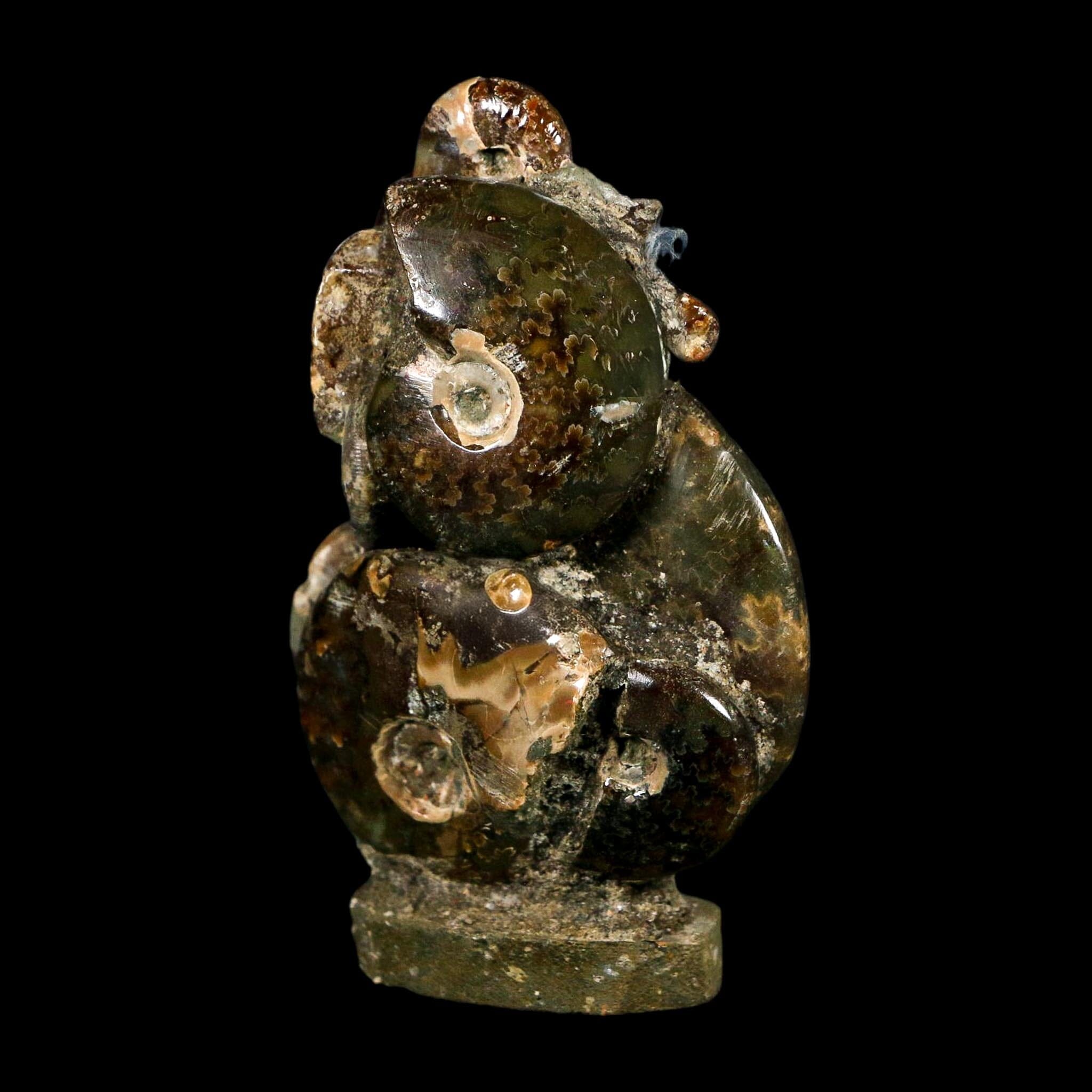 2.9" Cleoniceras Ammonite Fossil Cluster on Stand Madagascar Jurassic Age
