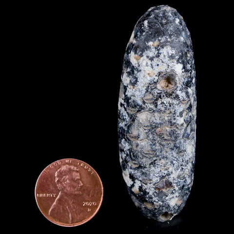 XL 2.4" Fossil Pine Cone Equicalastrobus Replaced By Agate Eocene Age Seeds Fruit - Fossil Age Minerals