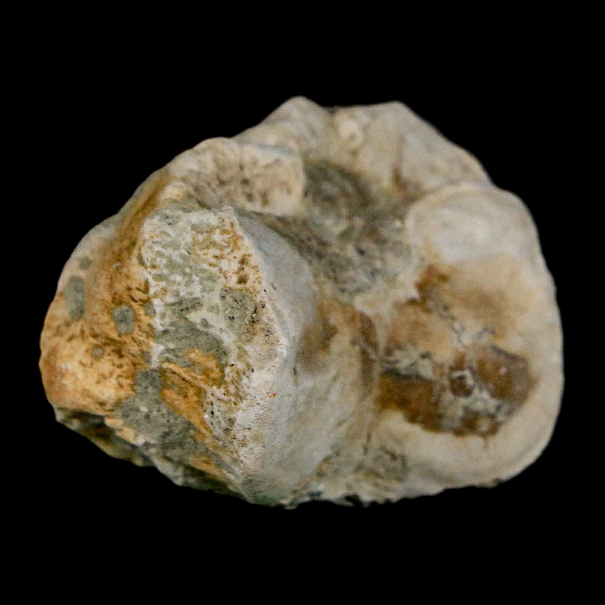 1.8" Brontothere Fossil Toe Bone Eocene Age Badlands S Dakota Titanothere COA - Fossil Age Minerals