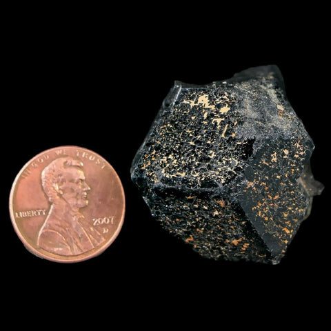 1.2" Natural Rough Schorl Black Tourmaline Mineral Erongo Mountains, Namibia - Fossil Age Minerals