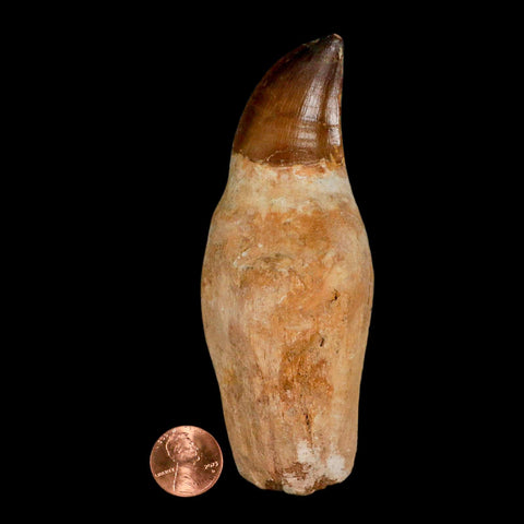 XL 4.6" Mosasaur Prognathodon Fossil Tooth Rooted Cretaceous Dinosaur Era COA - Fossil Age Minerals