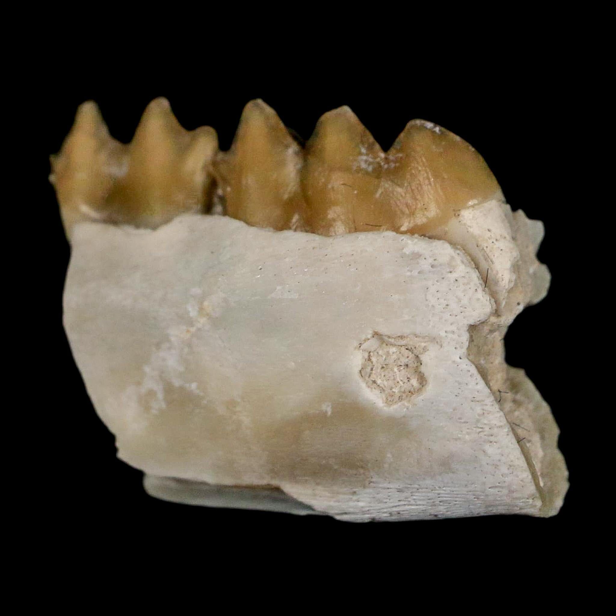 0.6" Leptomeryx Evansi Oligocene Age Fossil Deer Jaw Teeth Wyoming Display COA - Fossil Age Minerals