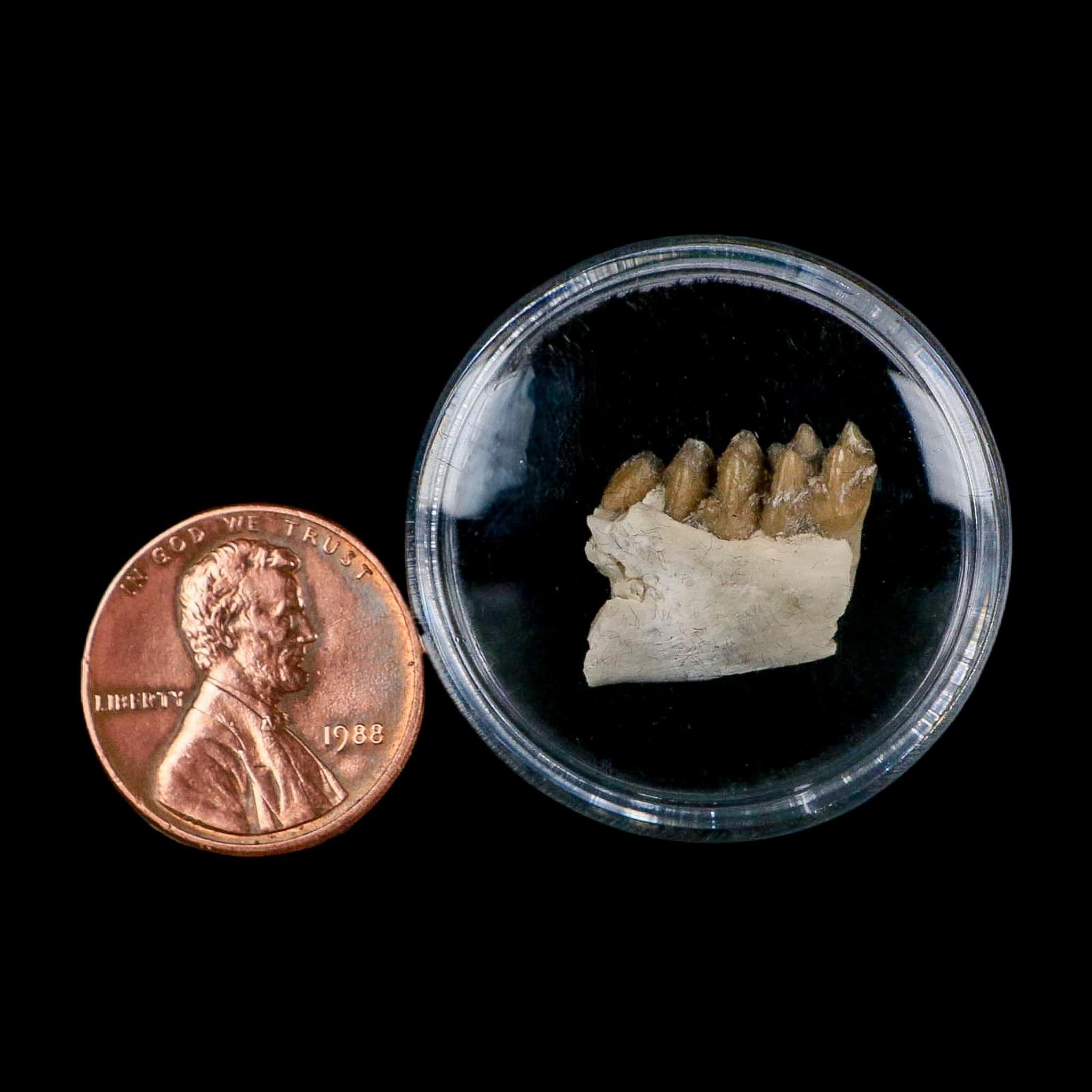 0.6" Leptomeryx Evansi Oligocene Age Fossil Deer Jaw Teeth Wyoming Display COA - Fossil Age Minerals