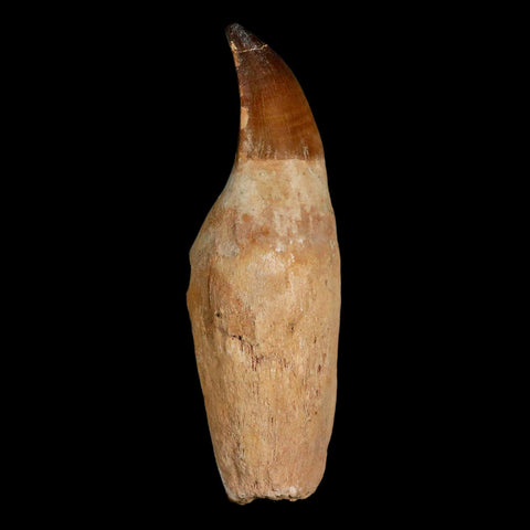 XL 4.6" Mosasaur Prognathodon Fossil Tooth Rooted Cretaceous Dinosaur Era COA - Fossil Age Minerals