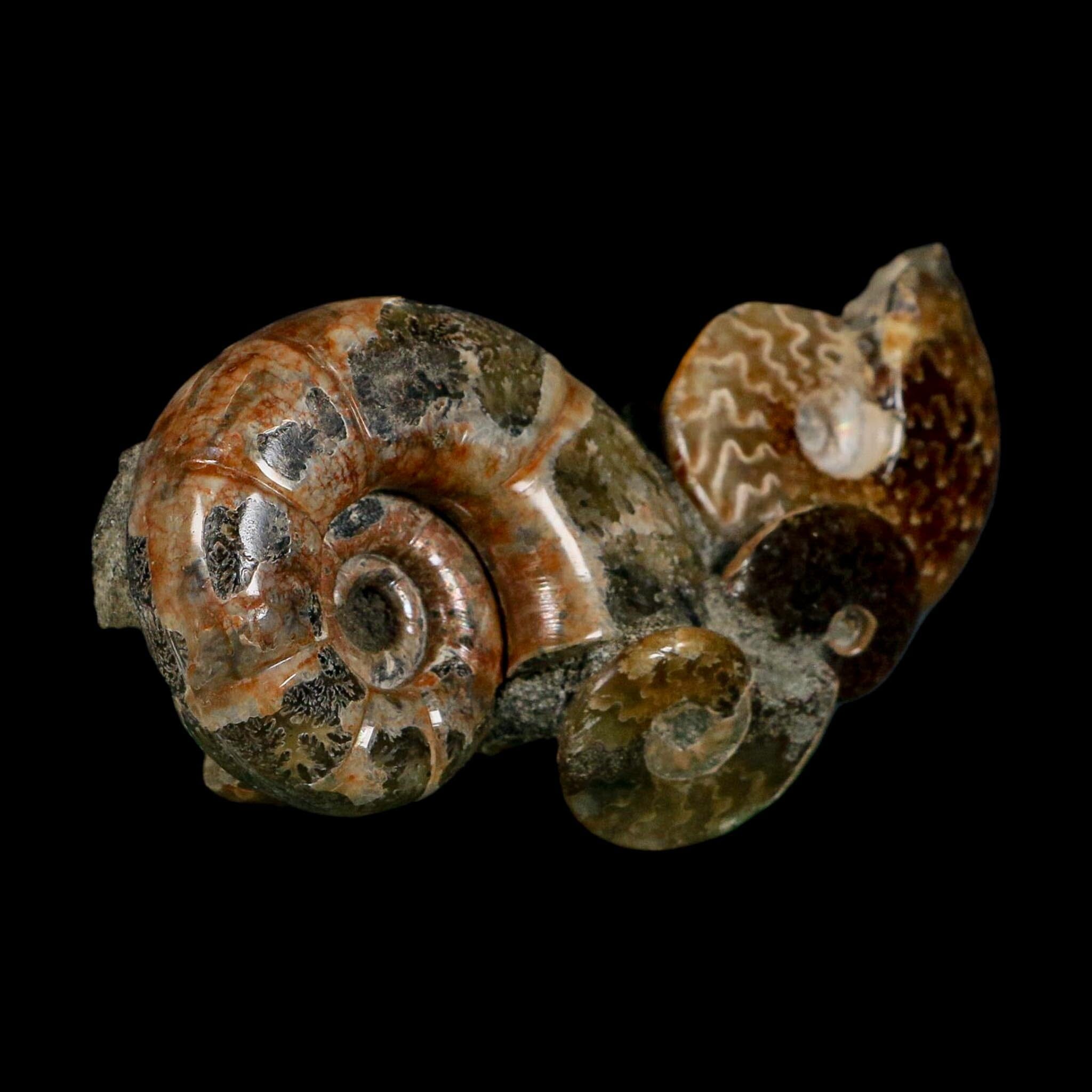 3.6" Cleoniceras Ammonite Fossil Cluster Self Standing Madagascar Jurassic Age