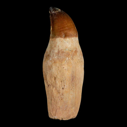 XL 4.6" Mosasaur Prognathodon Fossil Tooth Rooted Cretaceous Dinosaur Era COA - Fossil Age Minerals