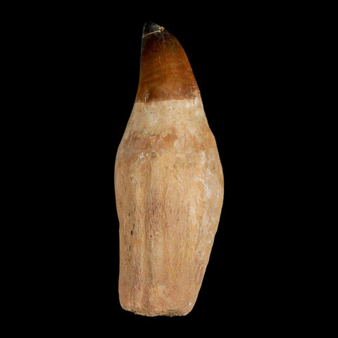 XL 4.6" Mosasaur Prognathodon Fossil Tooth Rooted Cretaceous Dinosaur Era COA - Fossil Age Minerals