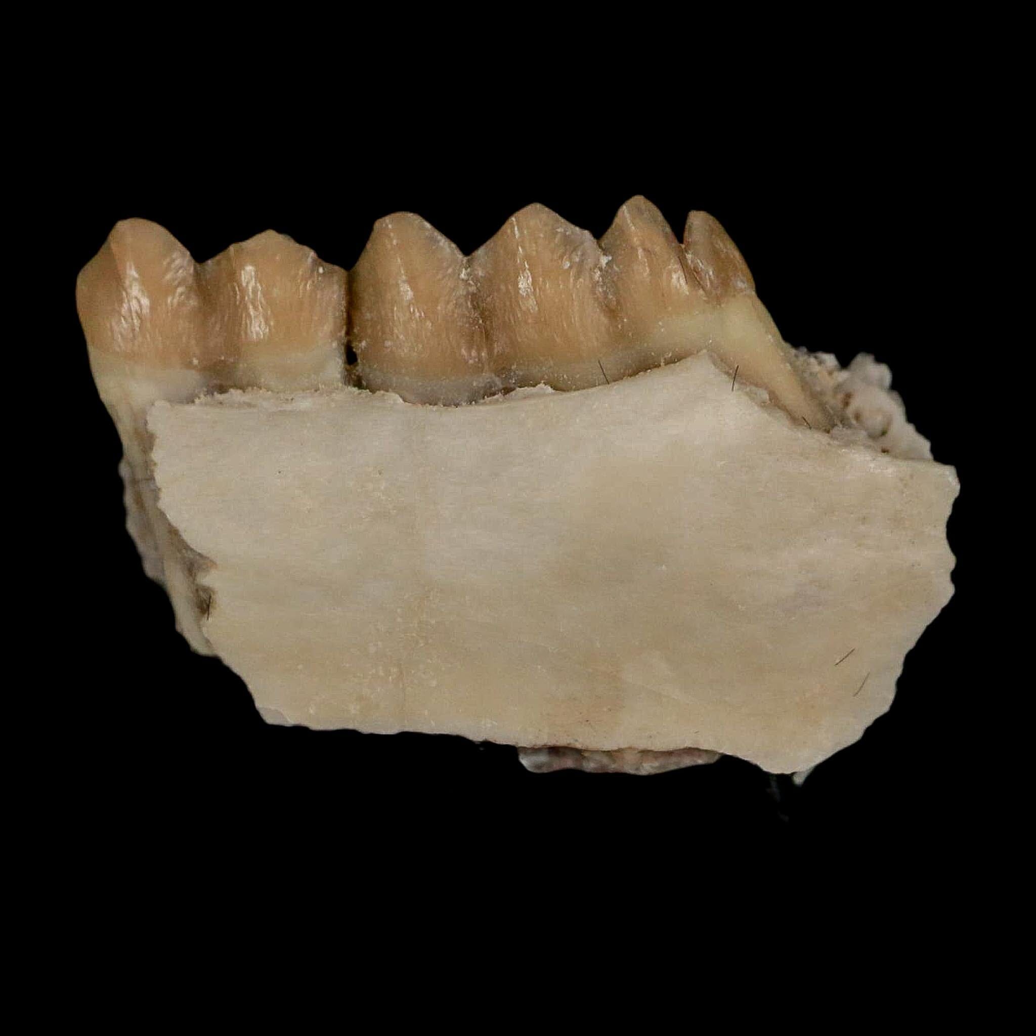 0.8" Leptomeryx Evansi Oligocene Age Fossil Deer Jaw Teeth Wyoming Display COA - Fossil Age Minerals